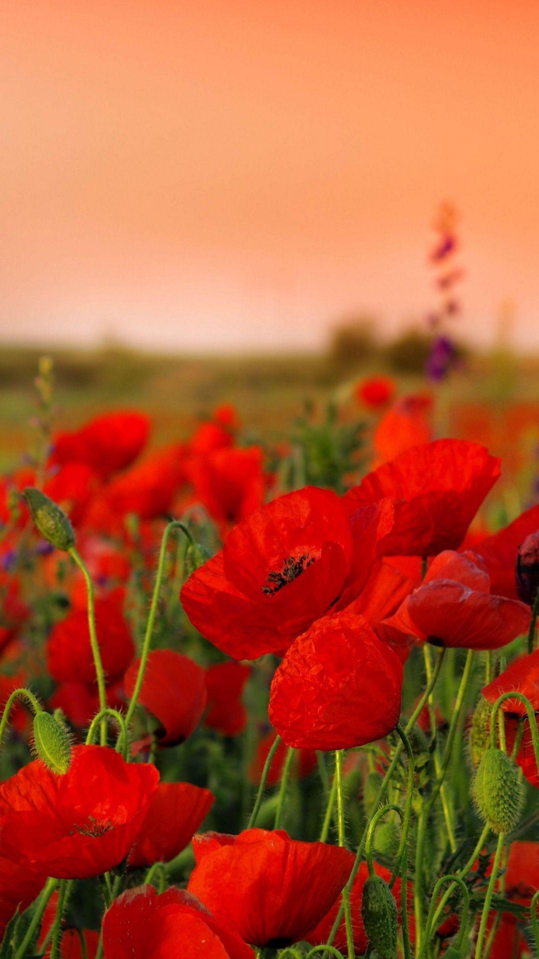 Poppy Flower Wallpapers Top Free Poppy Flower Backgrounds