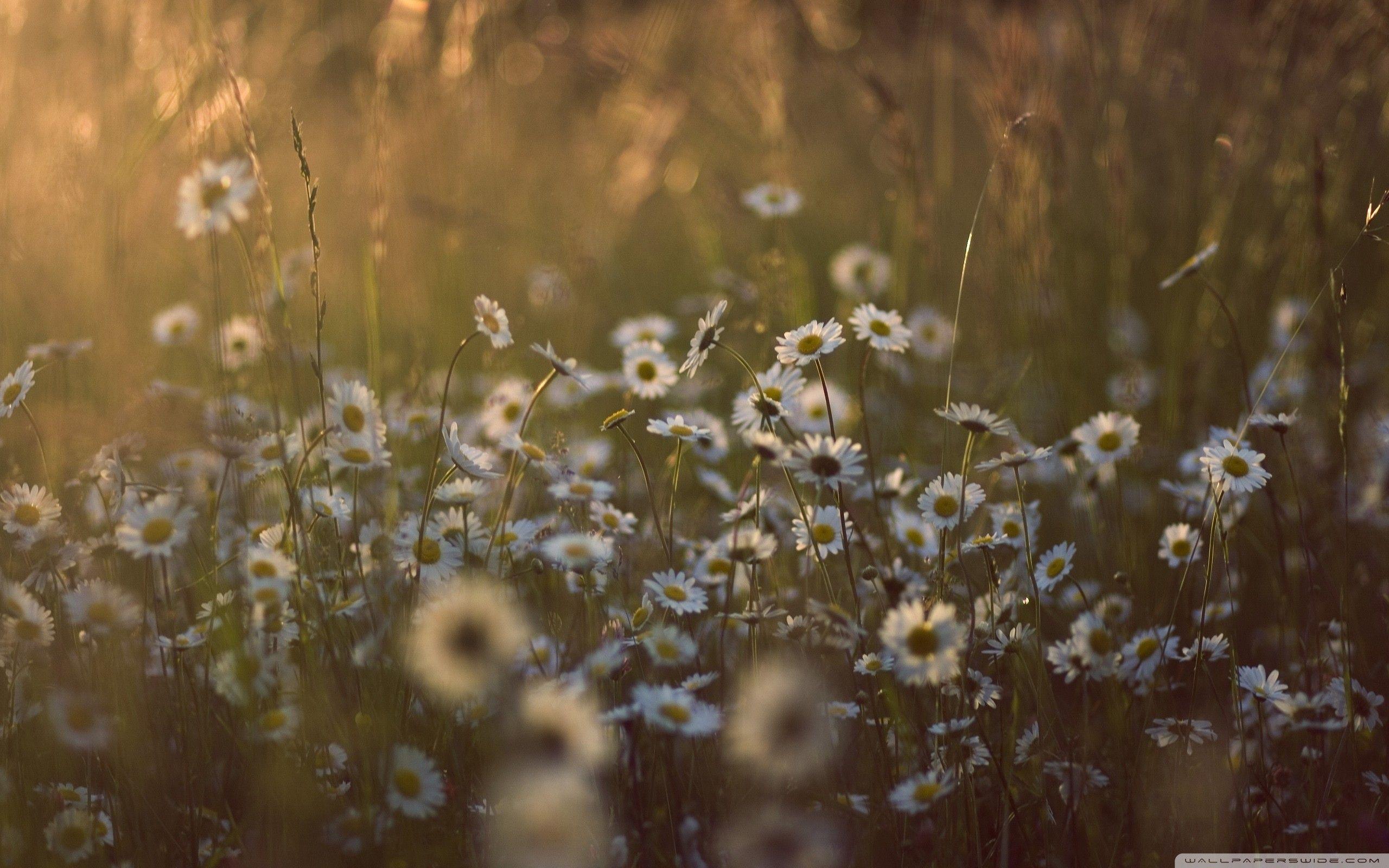 Wildflower Wallpapers Top Free Wildflower Backgrounds WallpaperAccess