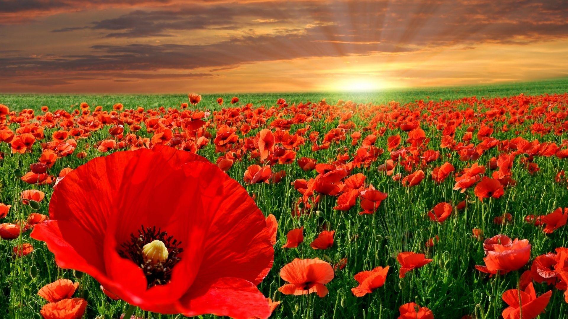 Red Poppy Wallpapers Top Free Red Poppy Backgrounds WallpaperAccess