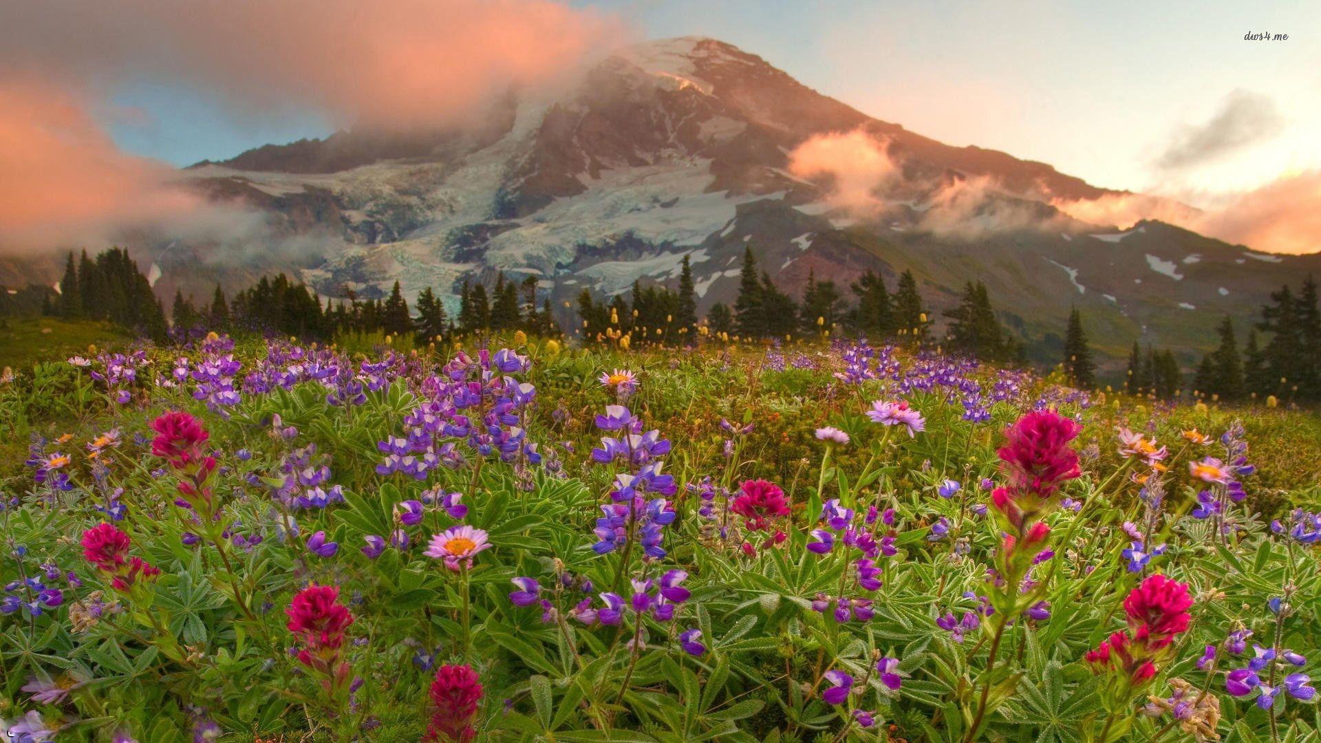 Mountain Flowers Wallpapers Top Free Mountain Flowers Backgrounds