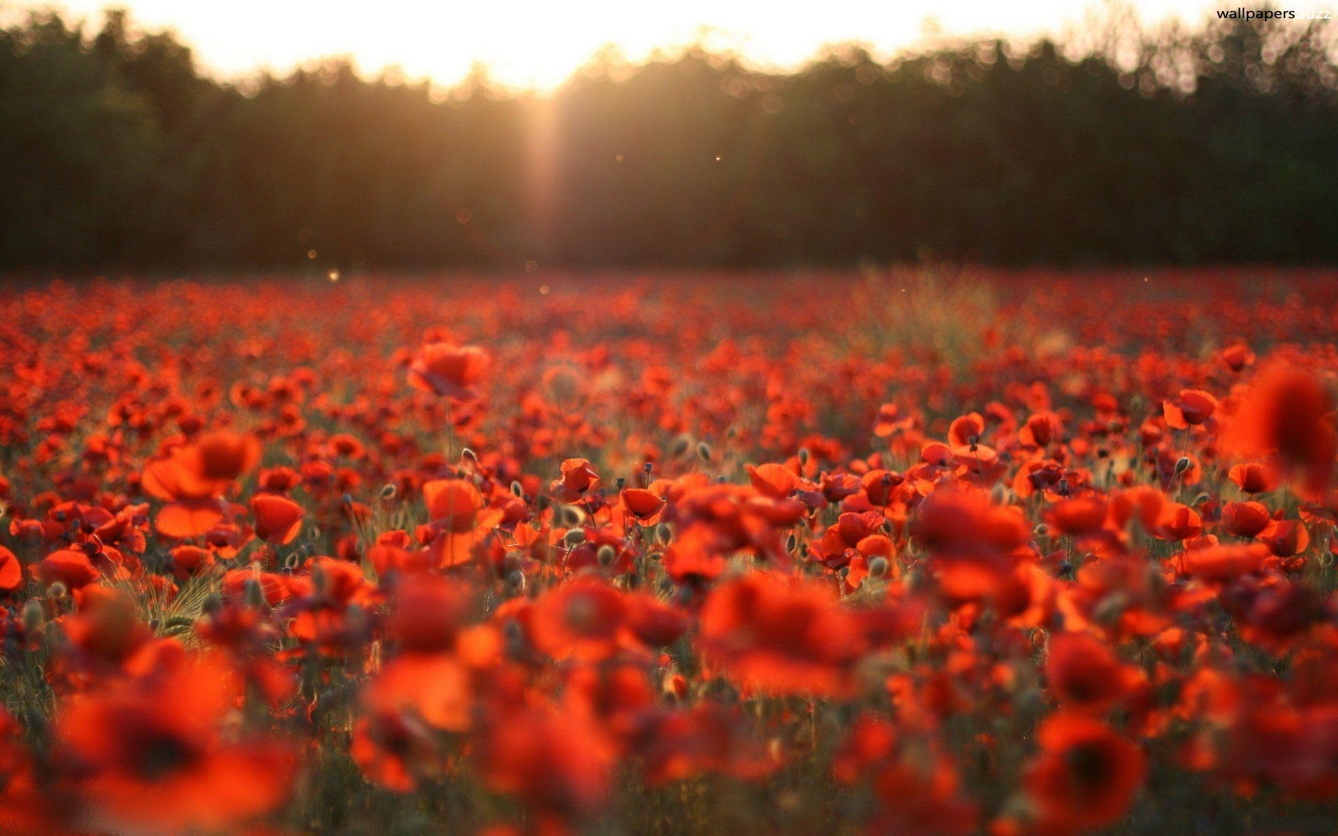 Red Poppy Wallpapers Top Free Red Poppy Backgrounds WallpaperAccess