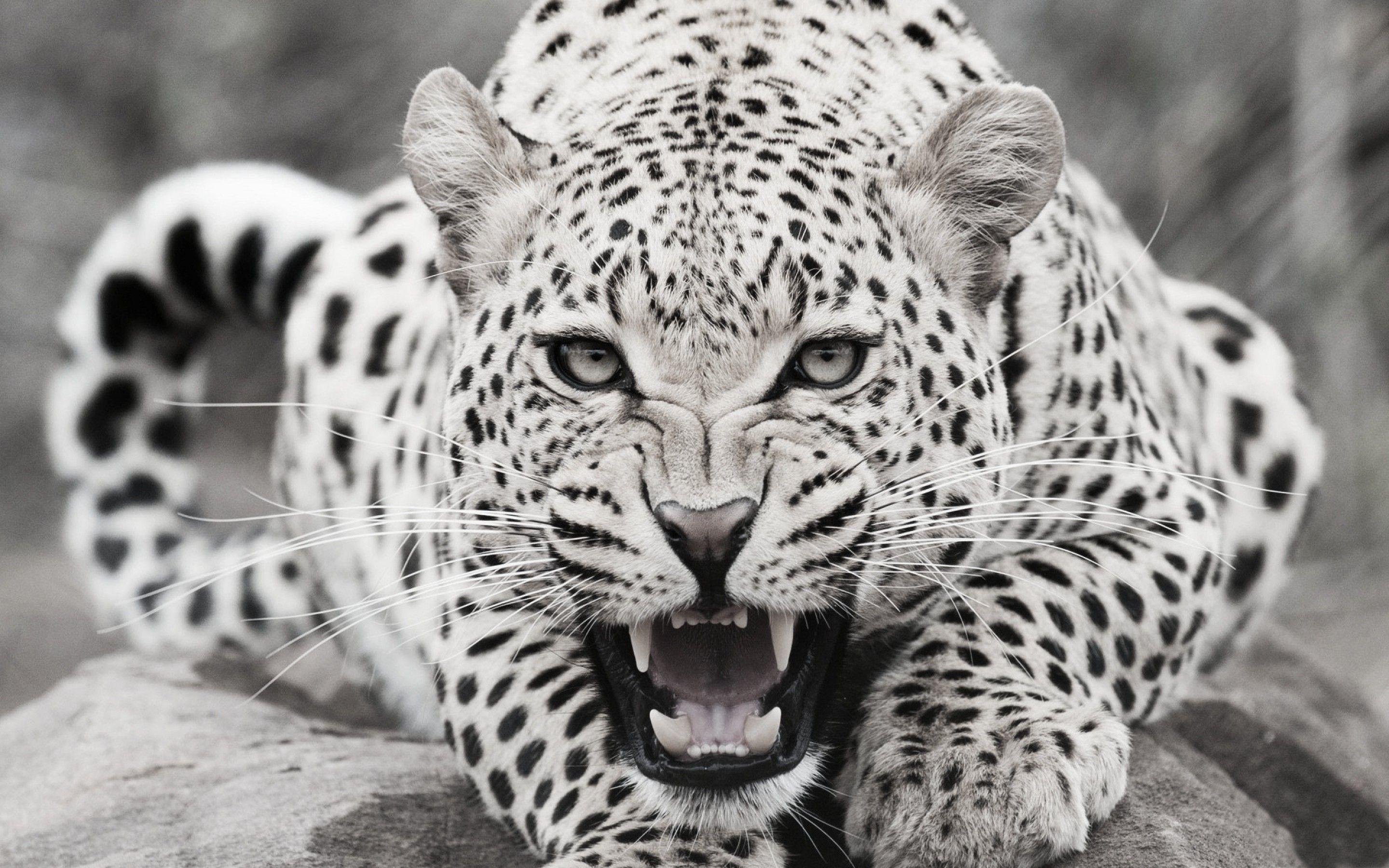 White Leopard Wallpapers Top Free White Leopard Backgrounds