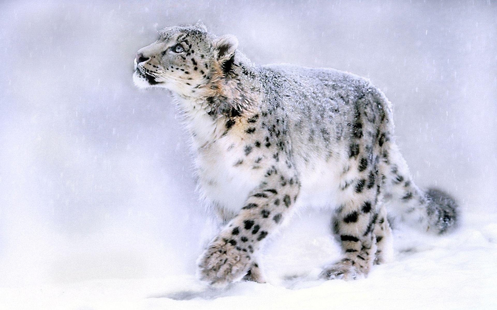 White Leopard Wallpapers Top Free White Leopard Backgrounds