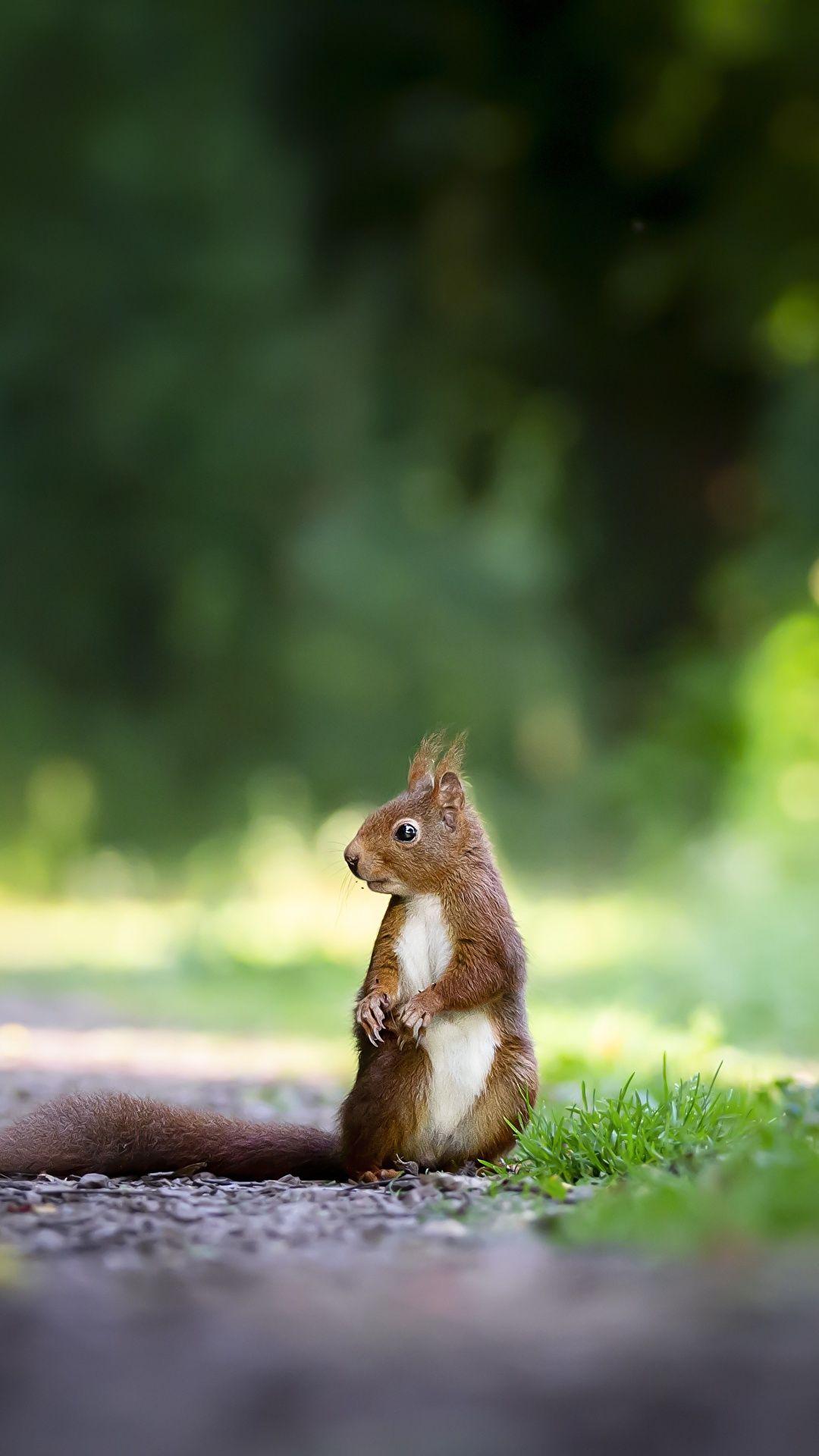 Animals Phone Wallpapers Top Free Animals Phone Backgrounds