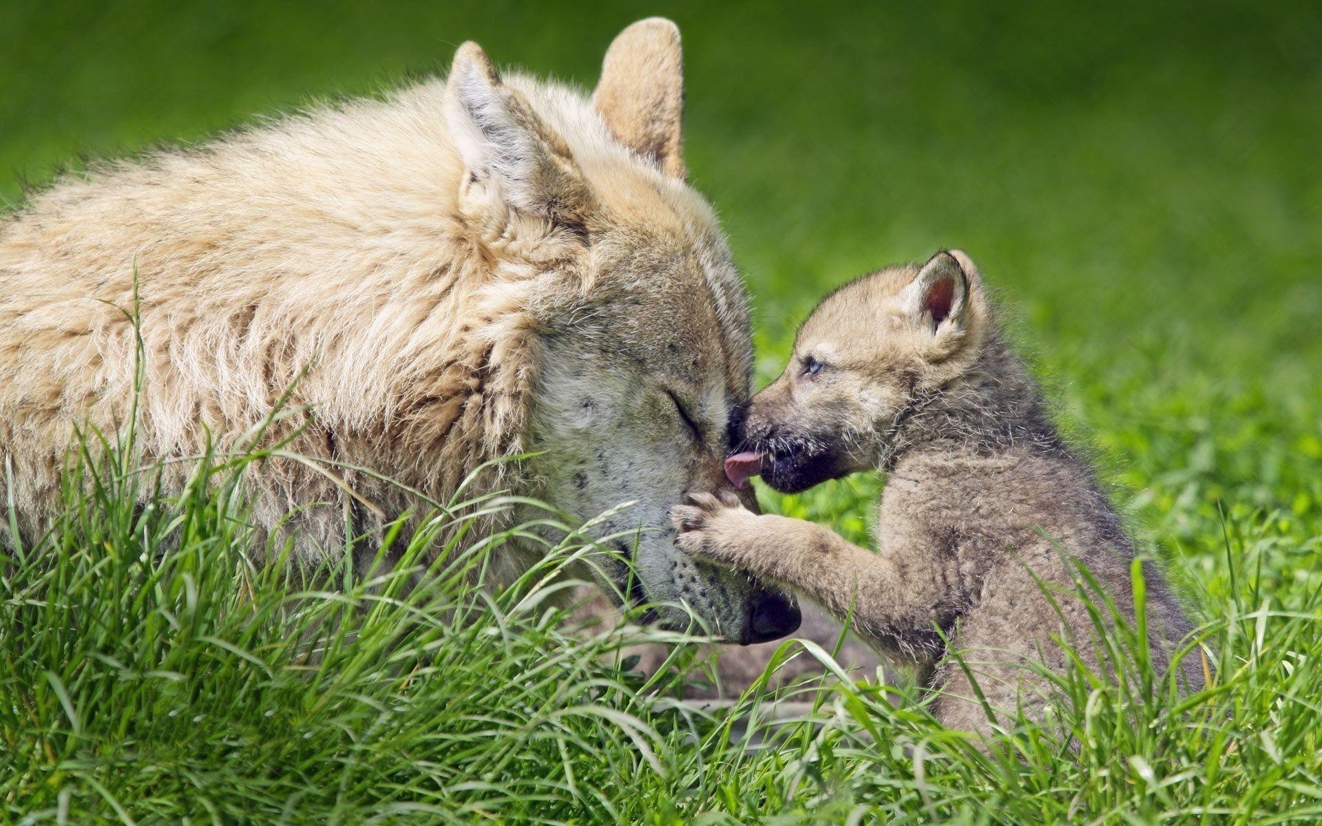 Baby Wolf Wallpapers Top Free Baby Wolf Backgrounds WallpaperAccess