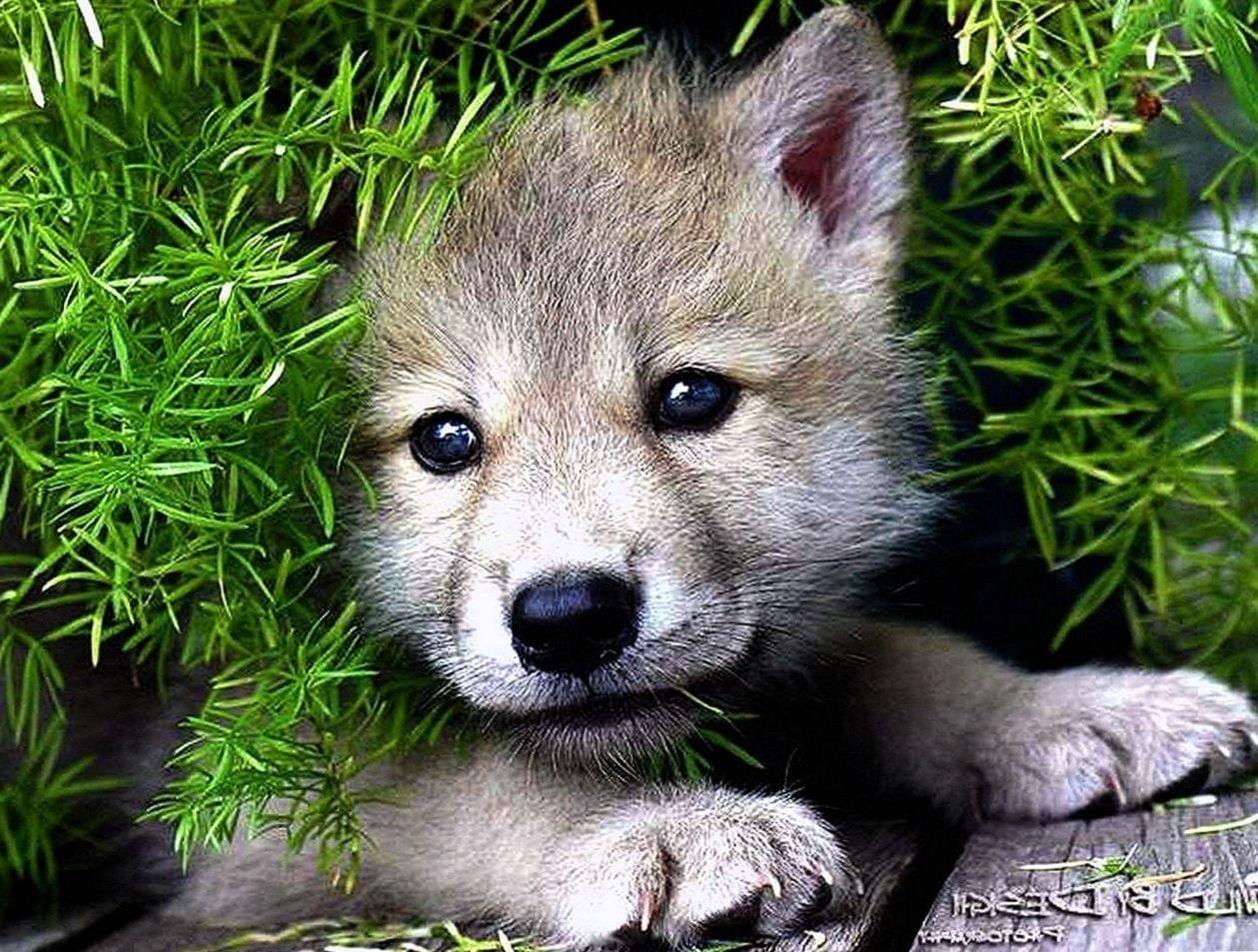 Baby Wolves Wallpapers Top Free Baby Wolves Backgrounds WallpaperAccess