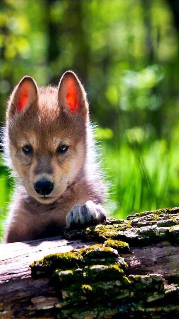 Baby Wolves Wallpapers Top Free Baby Wolves Backgrounds WallpaperAccess