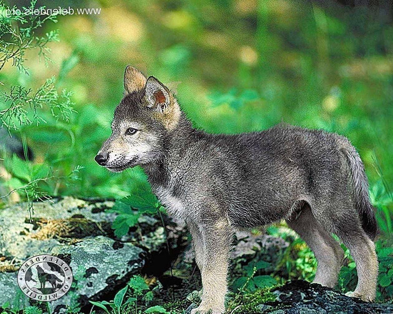 Baby Wolf Wallpapers Top Free Baby Wolf Backgrounds WallpaperAccess