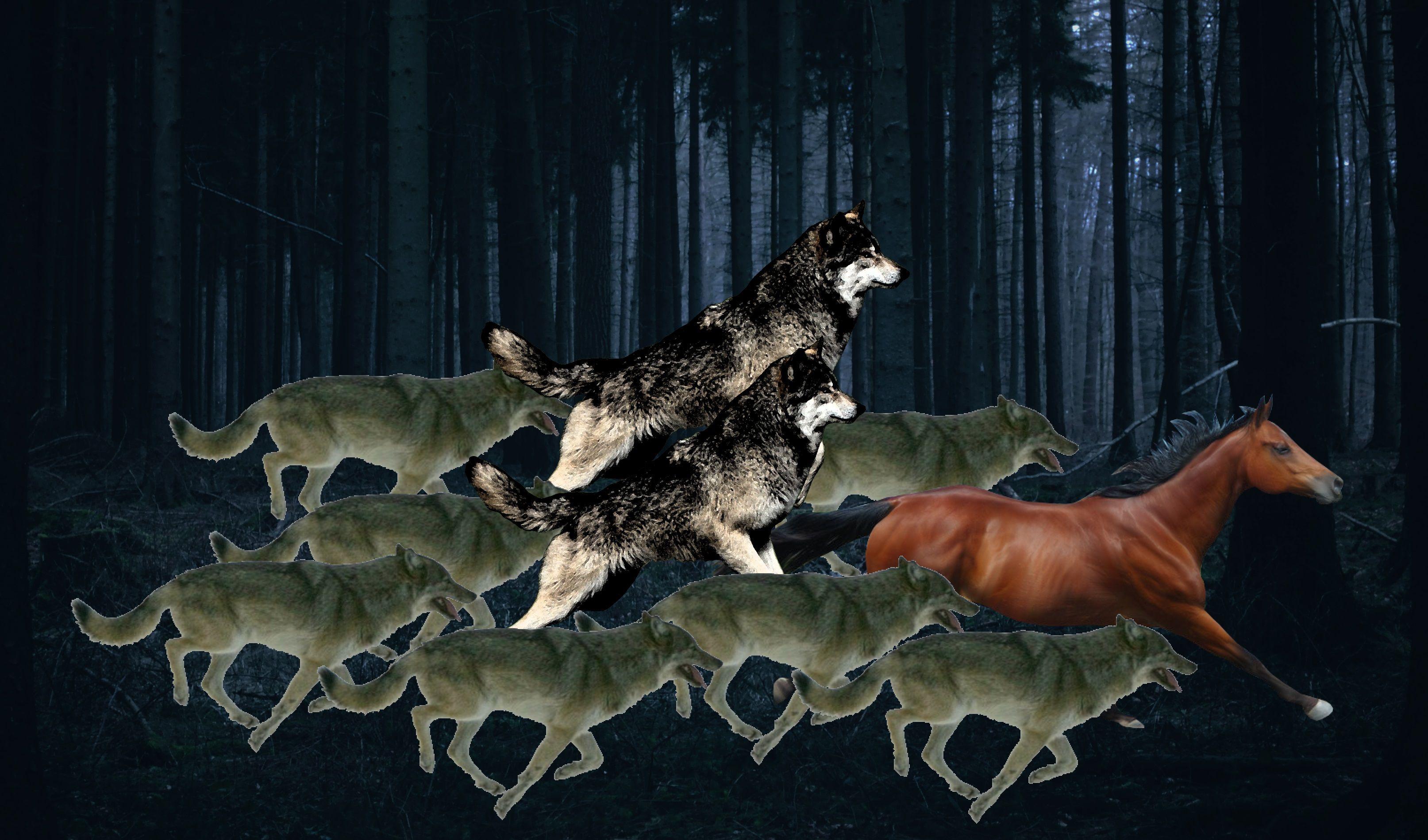 Horses and Wolves Wallpapers Top Free Horses and Wolves Backgrounds