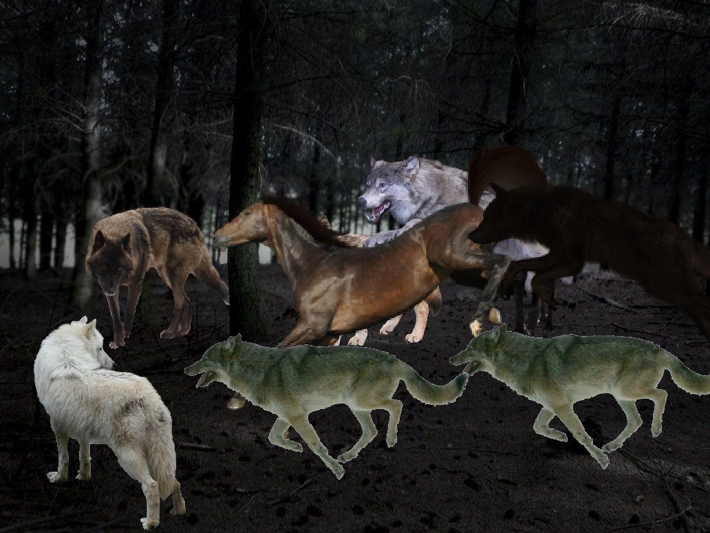 Horses and Wolves Wallpapers Top Free Horses and Wolves Backgrounds