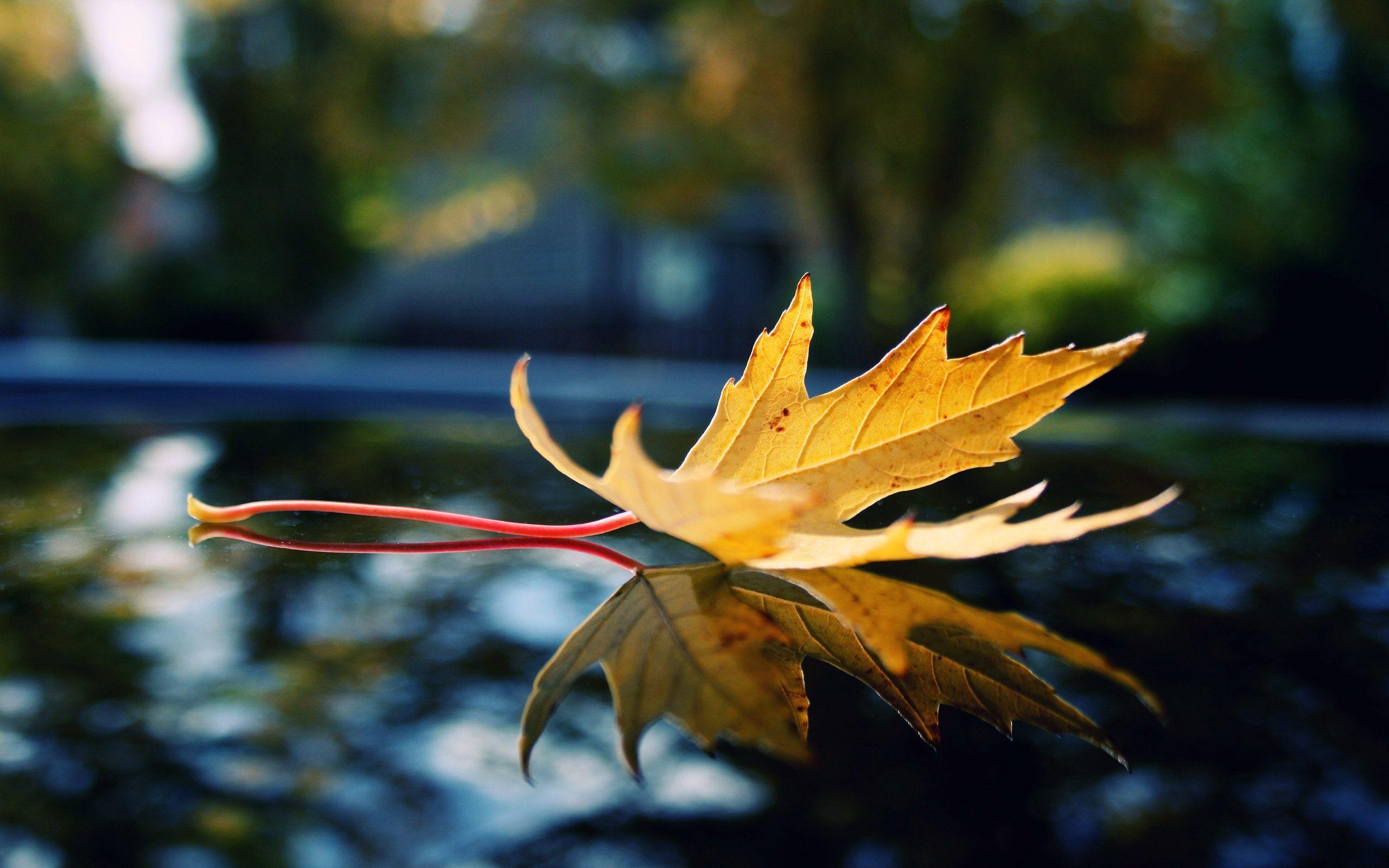 Reflection Wallpapers Top Free Reflection Backgrounds WallpaperAccess