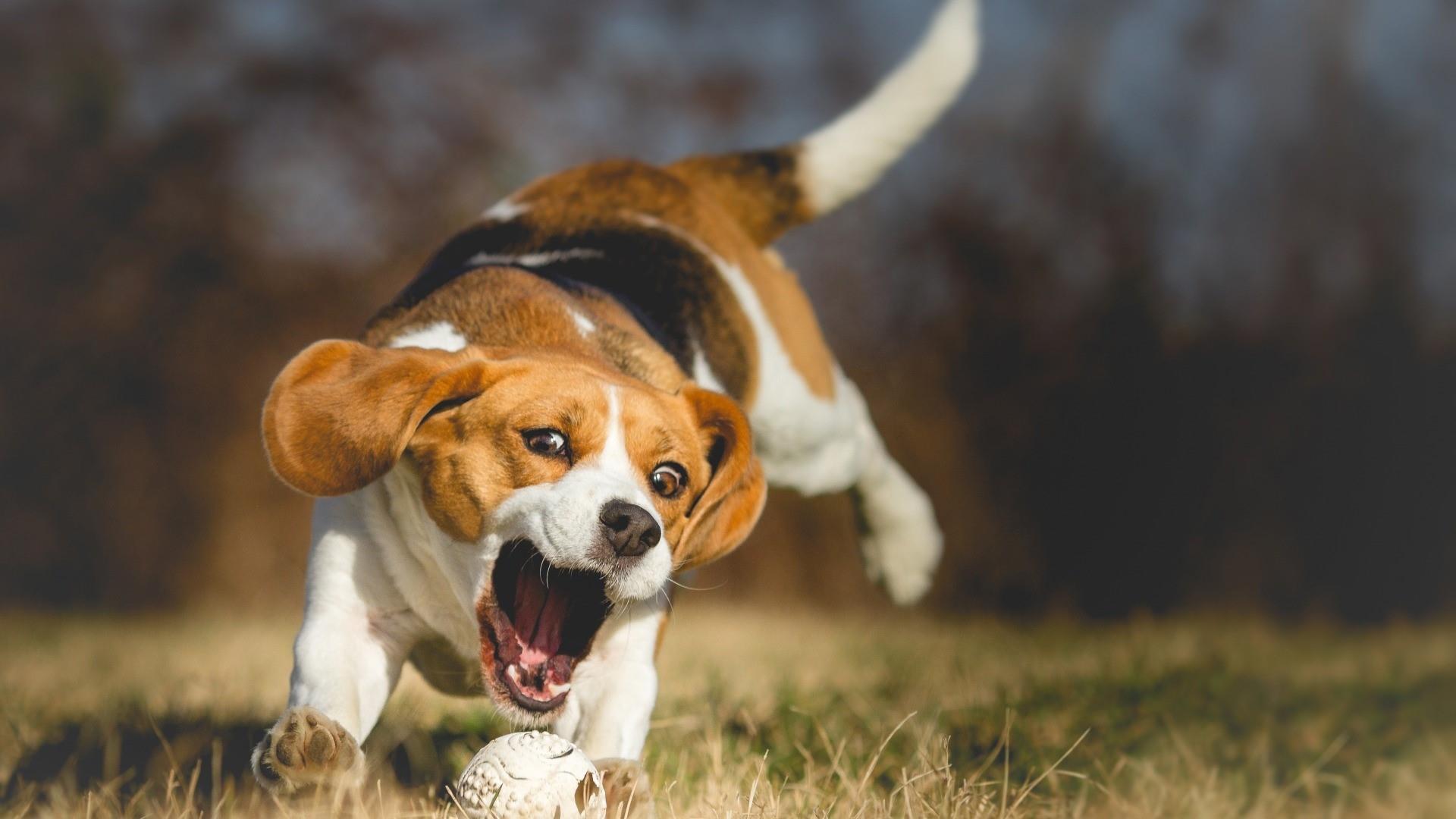 Beagle Wallpapers Top Free Beagle Backgrounds WallpaperAccess