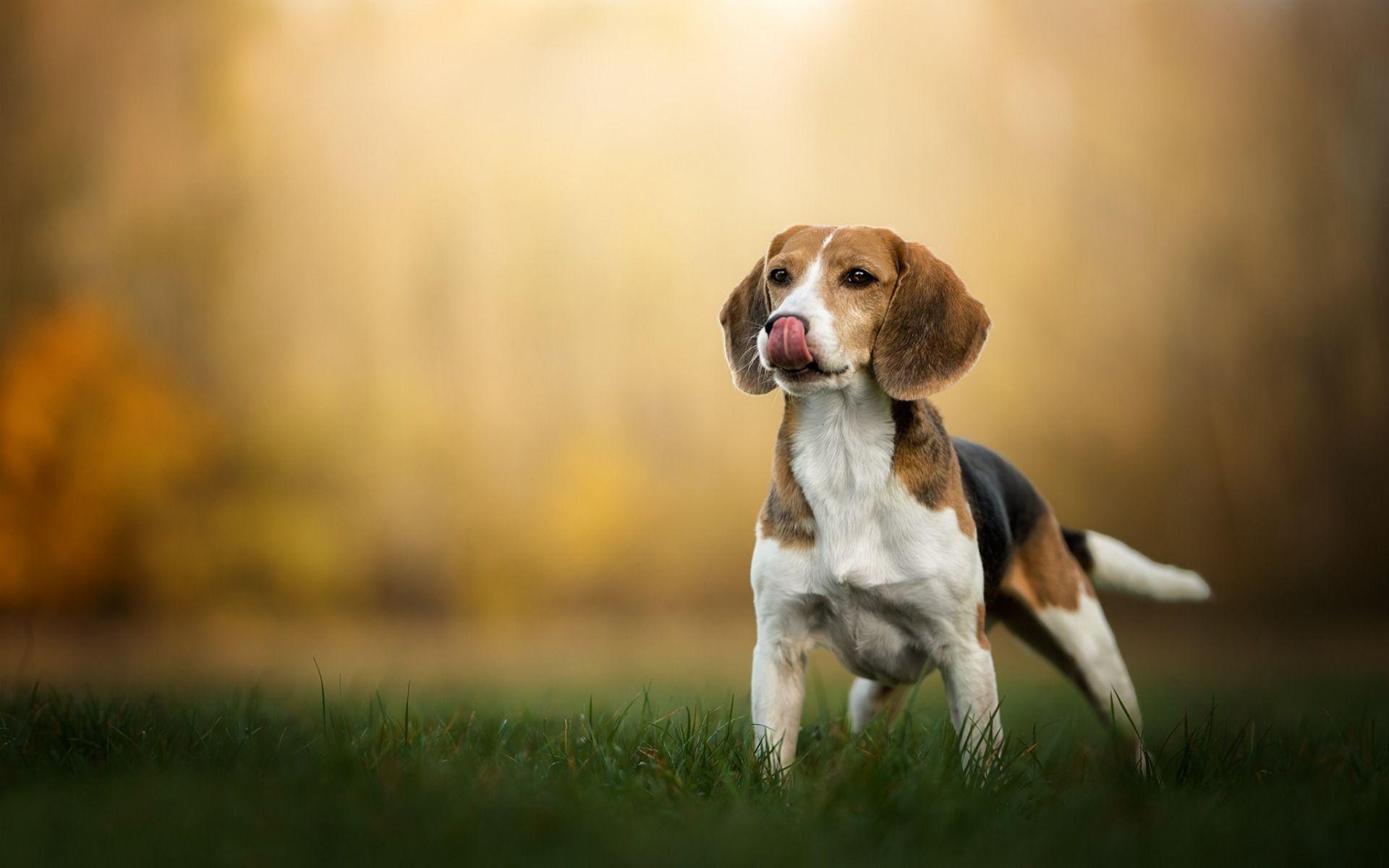 Beagle Wallpapers Top Free Beagle Backgrounds WallpaperAccess