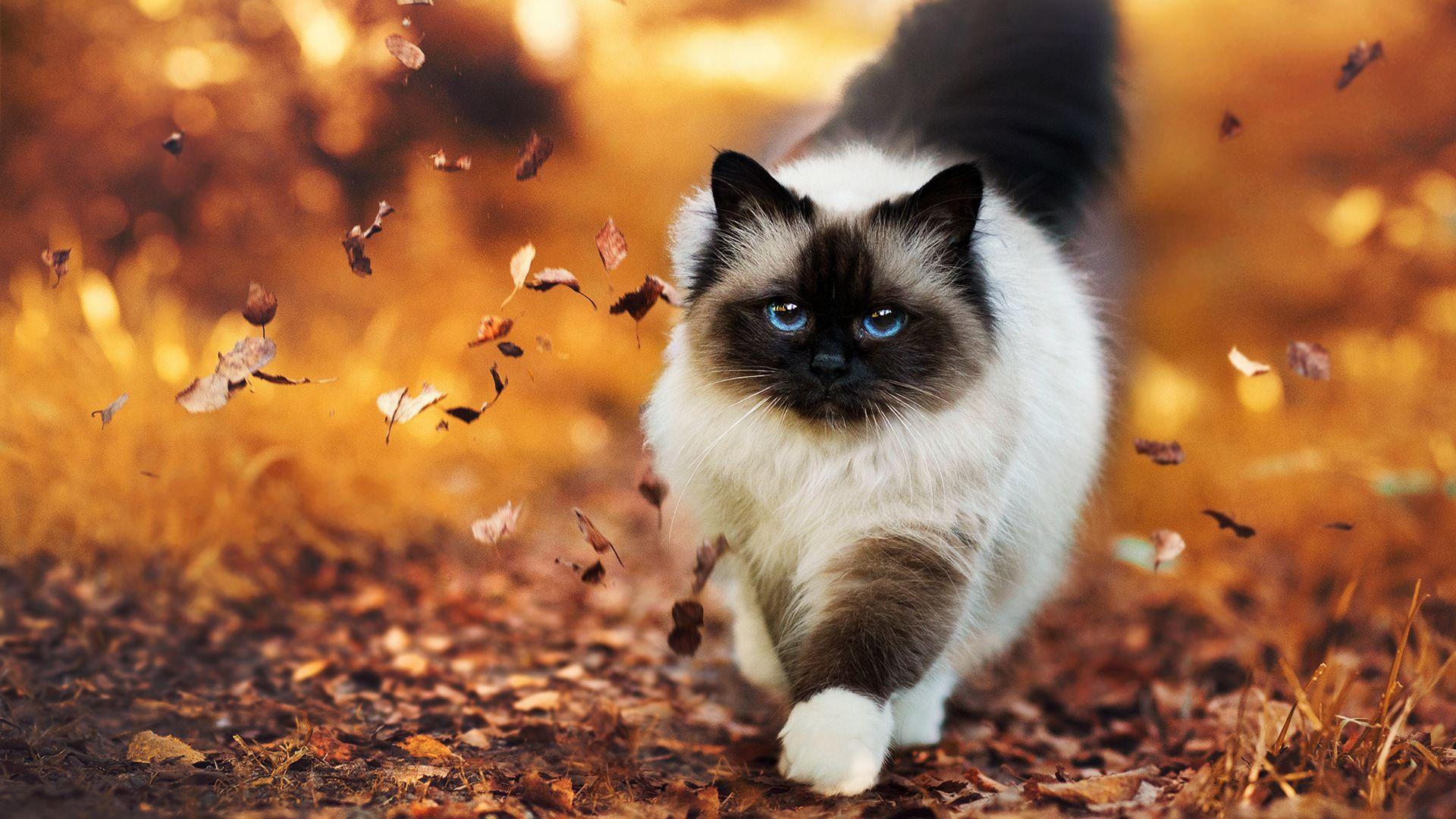 Autumn Cat Desktop Wallpapers Top Free Autumn Cat Desktop Backgrounds
