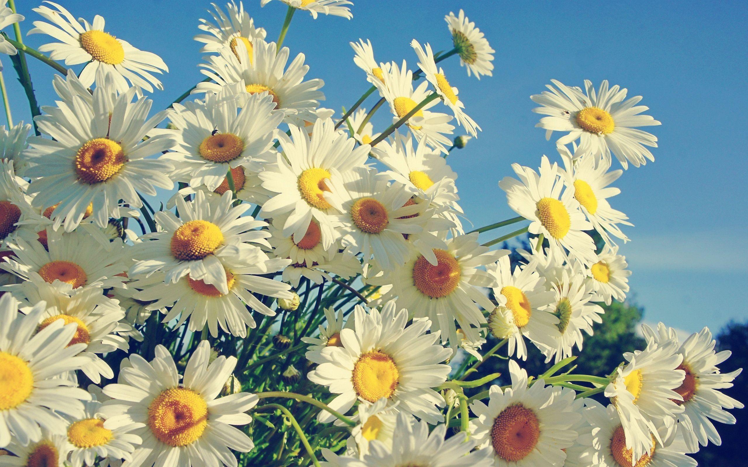 Daisy Laptop Wallpapers Top Free Daisy Laptop Backgrounds