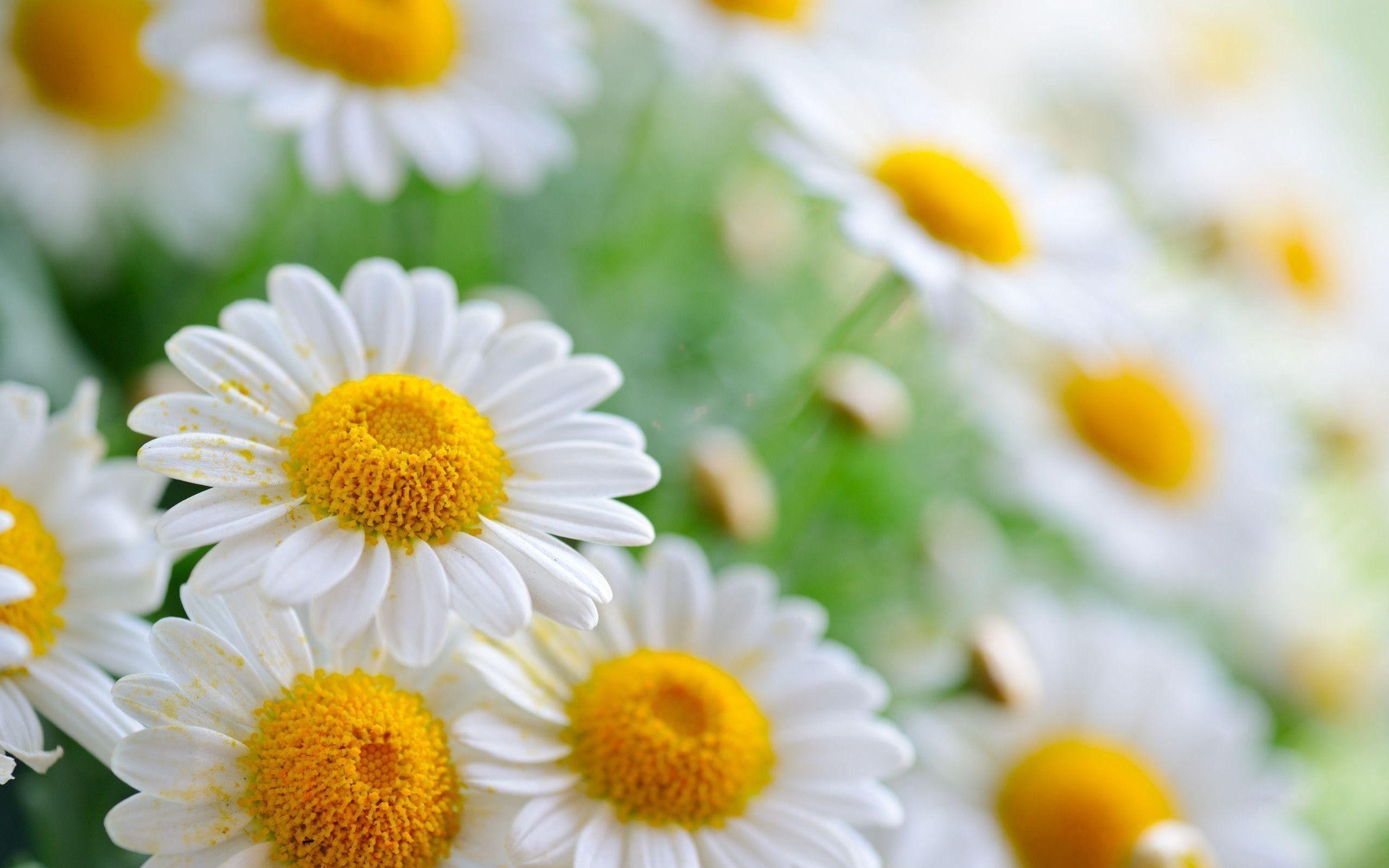 Daisy Laptop Wallpapers Top Free Daisy Laptop Backgrounds