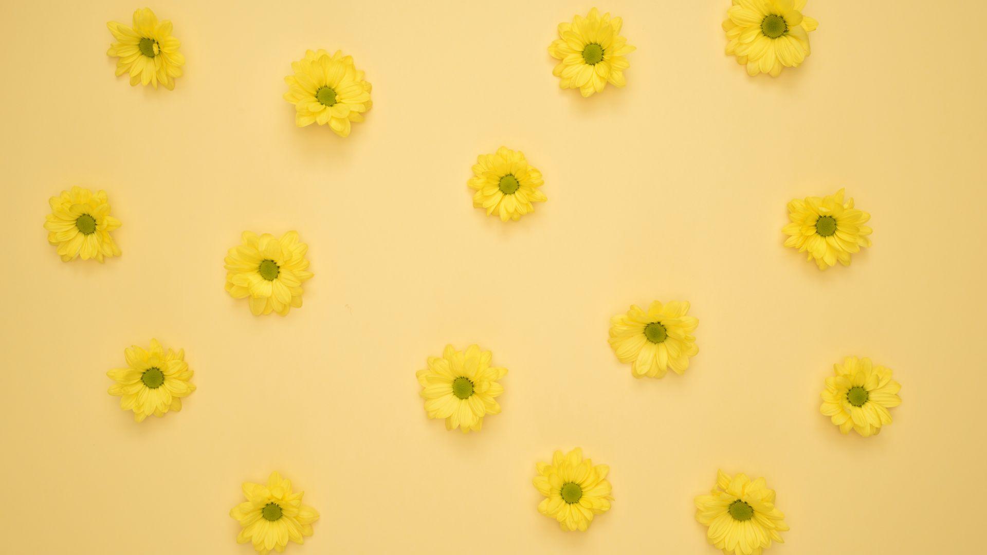 Yellow Daisy Wallpapers Top Free Yellow Daisy Backgrounds
