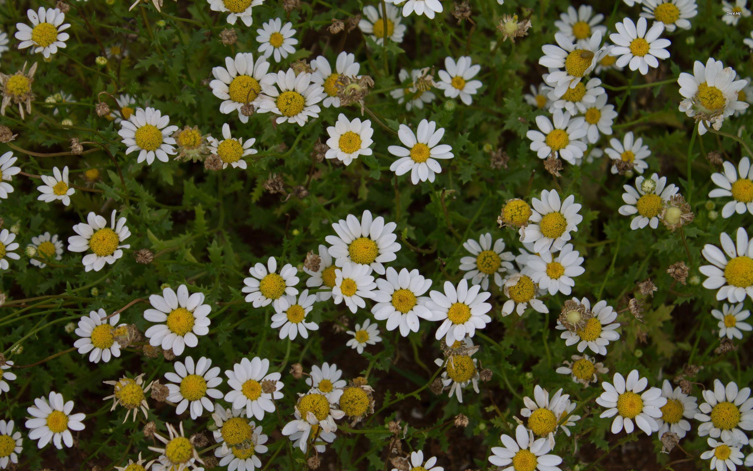 Daisy Laptop Wallpapers Top Free Daisy Laptop Backgrounds