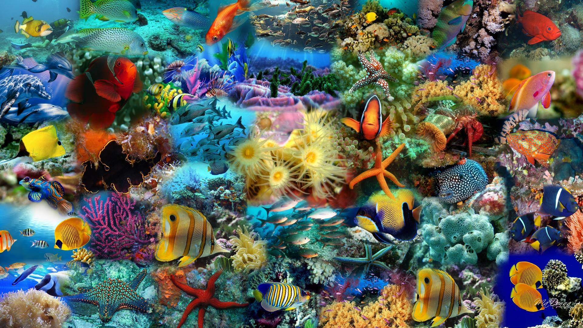 Colorful Fish Wallpapers Top Free Colorful Fish Backgrounds