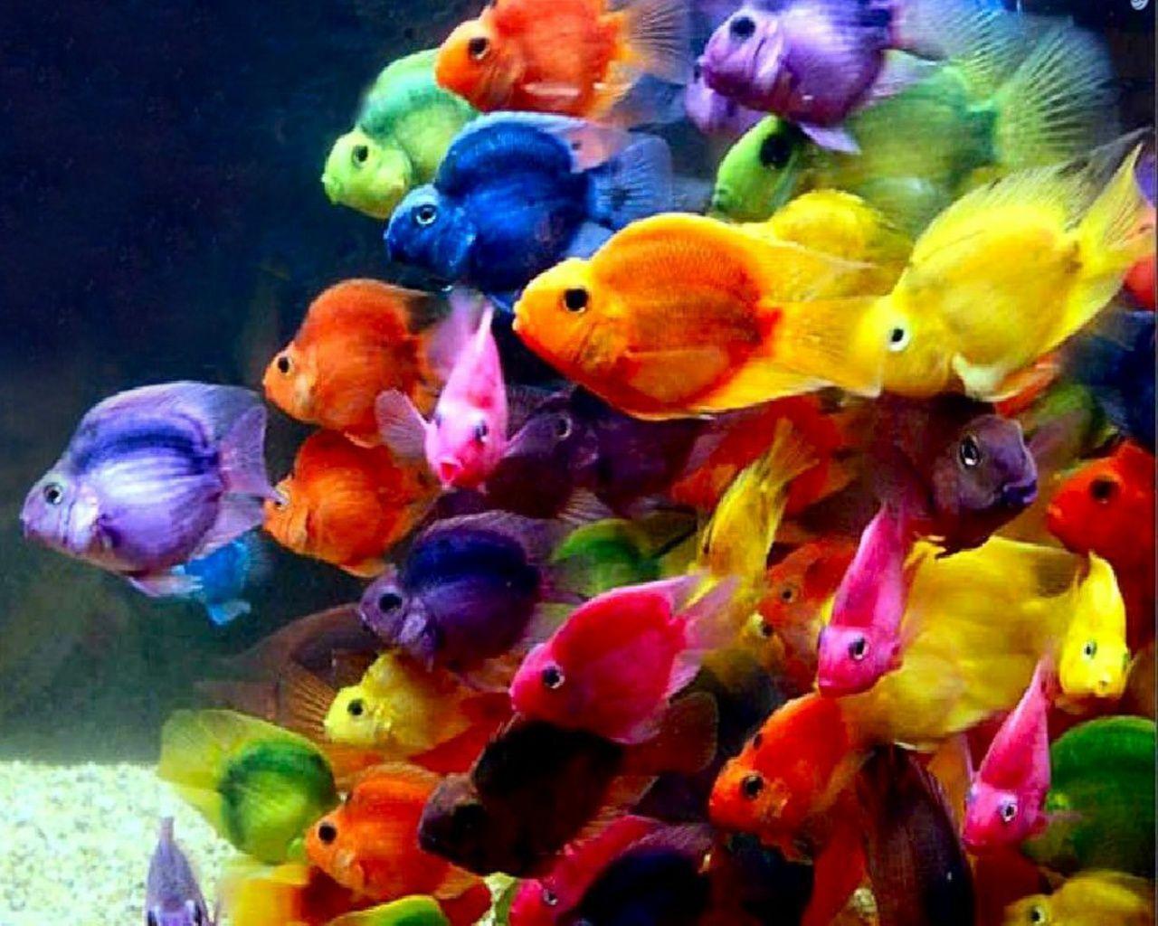 Colorful Fish Wallpapers Top Nh???ng H??nh ???nh ?????p