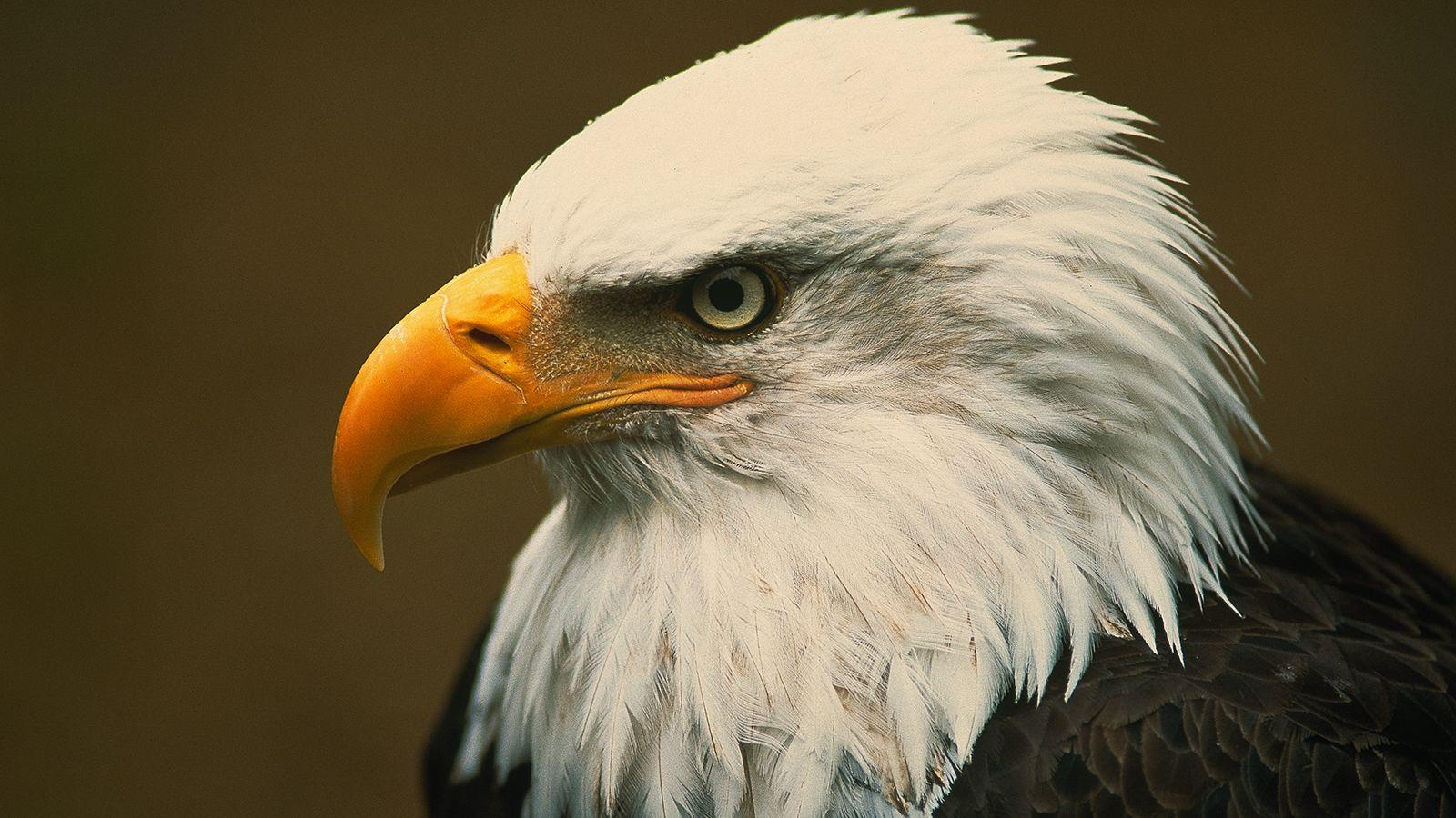 Native American Eagle HD Wallpapers Top Free Native American Eagle HD