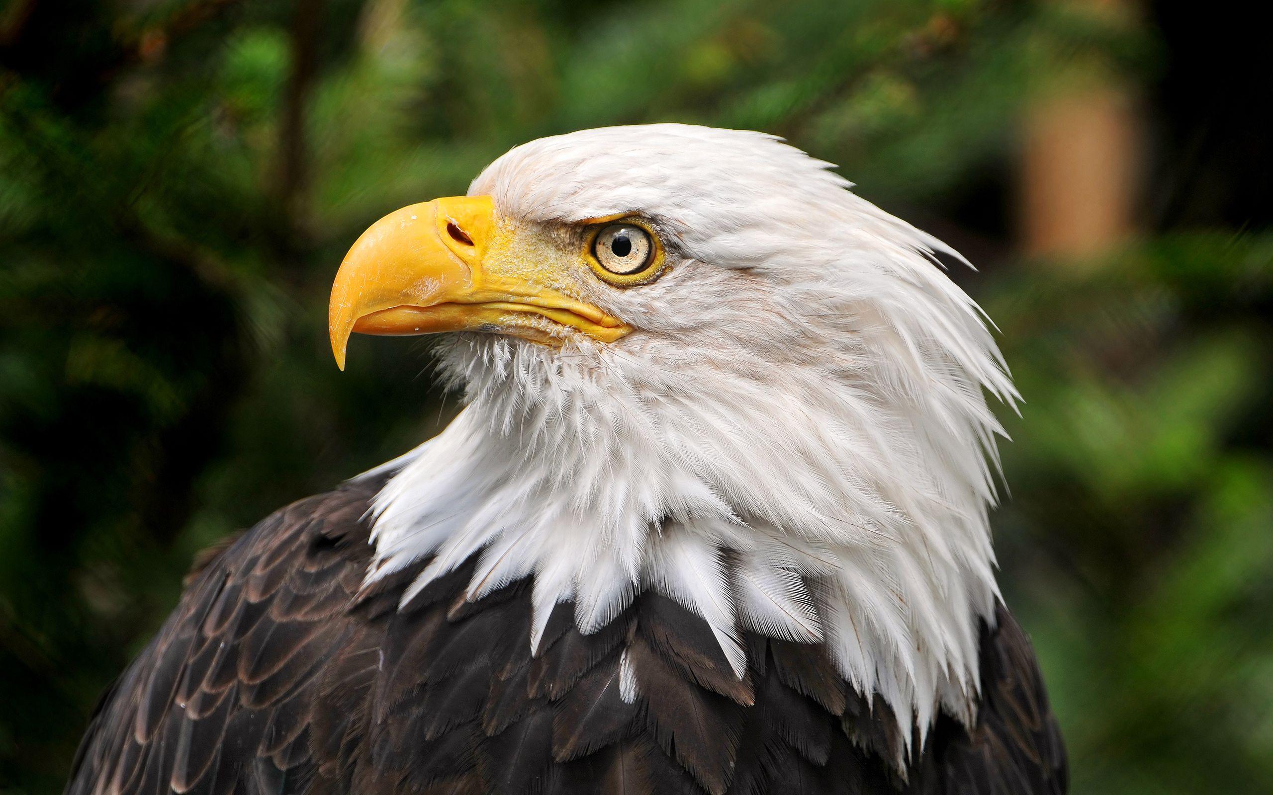 Native American Eagle HD Wallpapers Top Free Native American Eagle HD