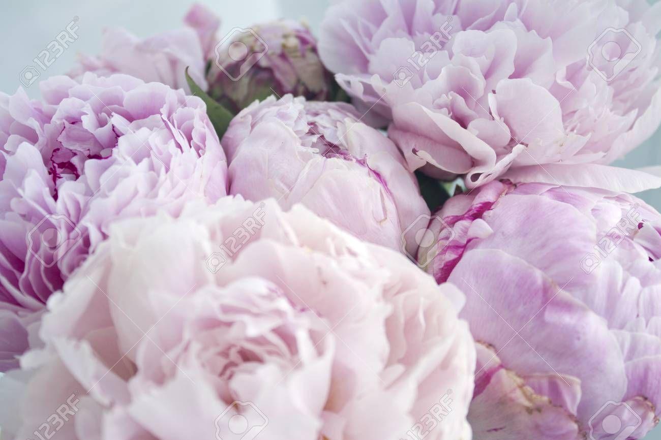 Pink Peony Wallpapers Top Free Pink Peony Backgrounds WallpaperAccess
