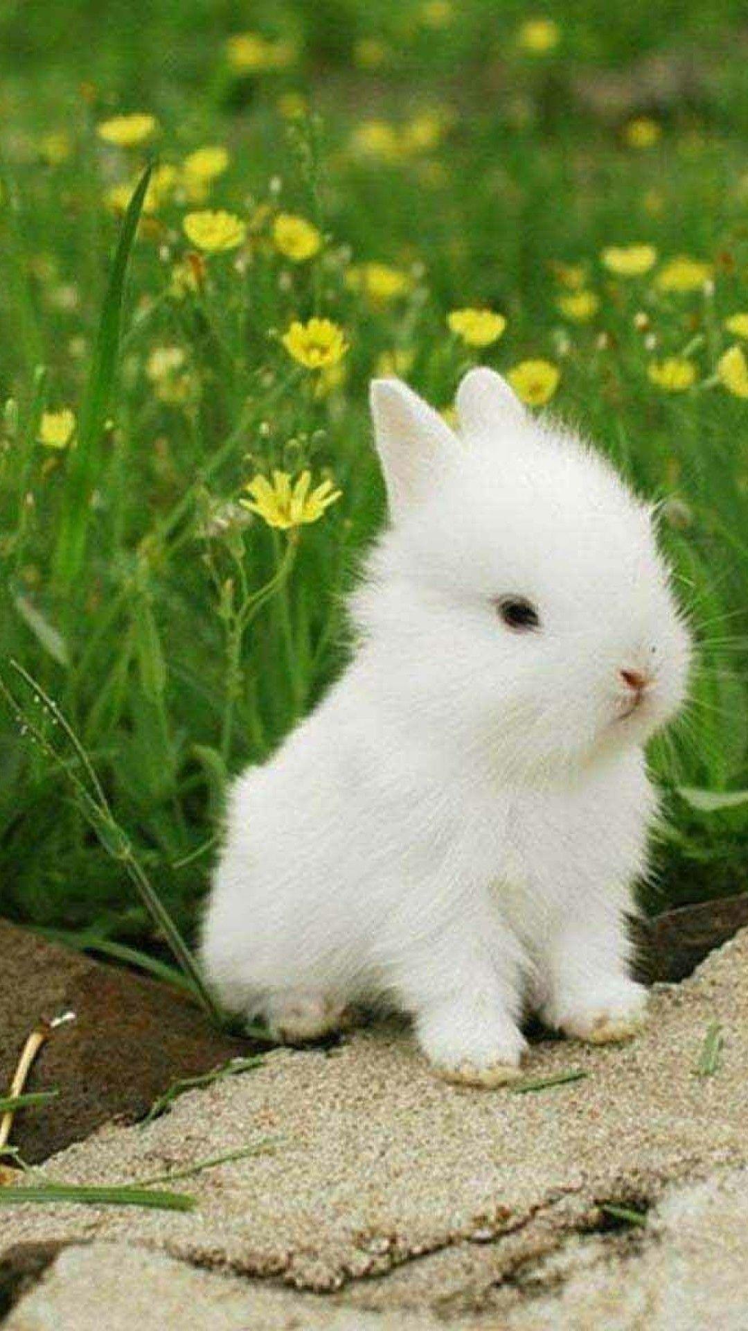 Cute Rabbit Wallpapers Top Free Cute Rabbit Backgrounds WallpaperAccess