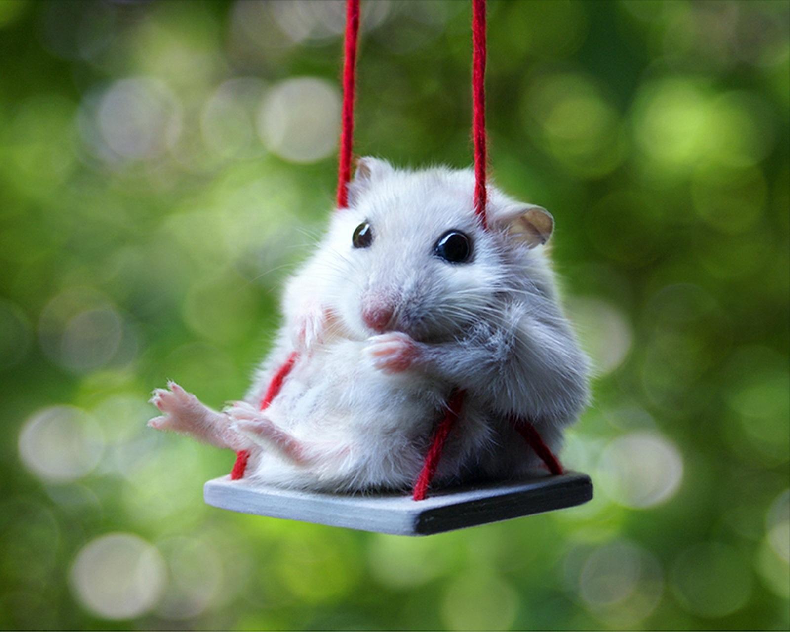 Cute Hamster Wallpapers Top Free Cute Hamster Backgrounds