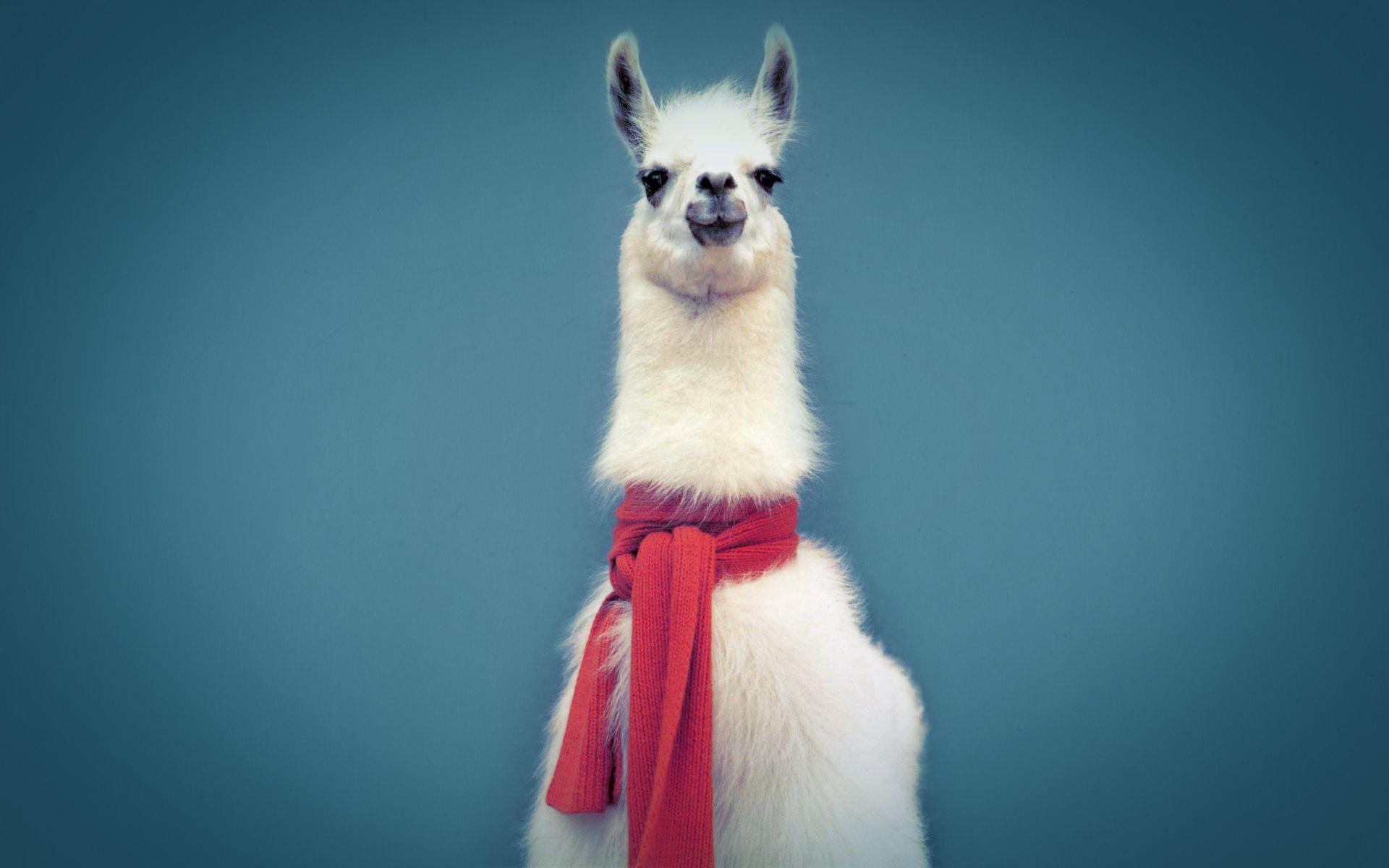 Cute Llama Desktop Wallpapers Top Free Cute Llama Desktop Backgrounds