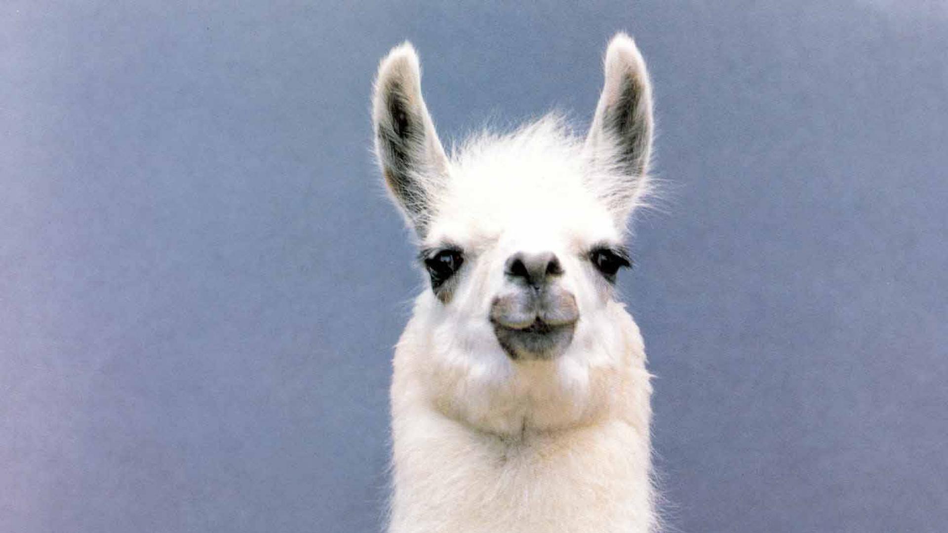 Cute Llama Desktop Wallpapers Top Free Cute Llama Desktop Backgrounds