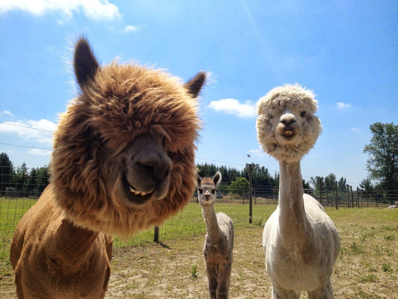 Funny Llama Wallpapers Top Free Funny Llama Backgrounds WallpaperAccess