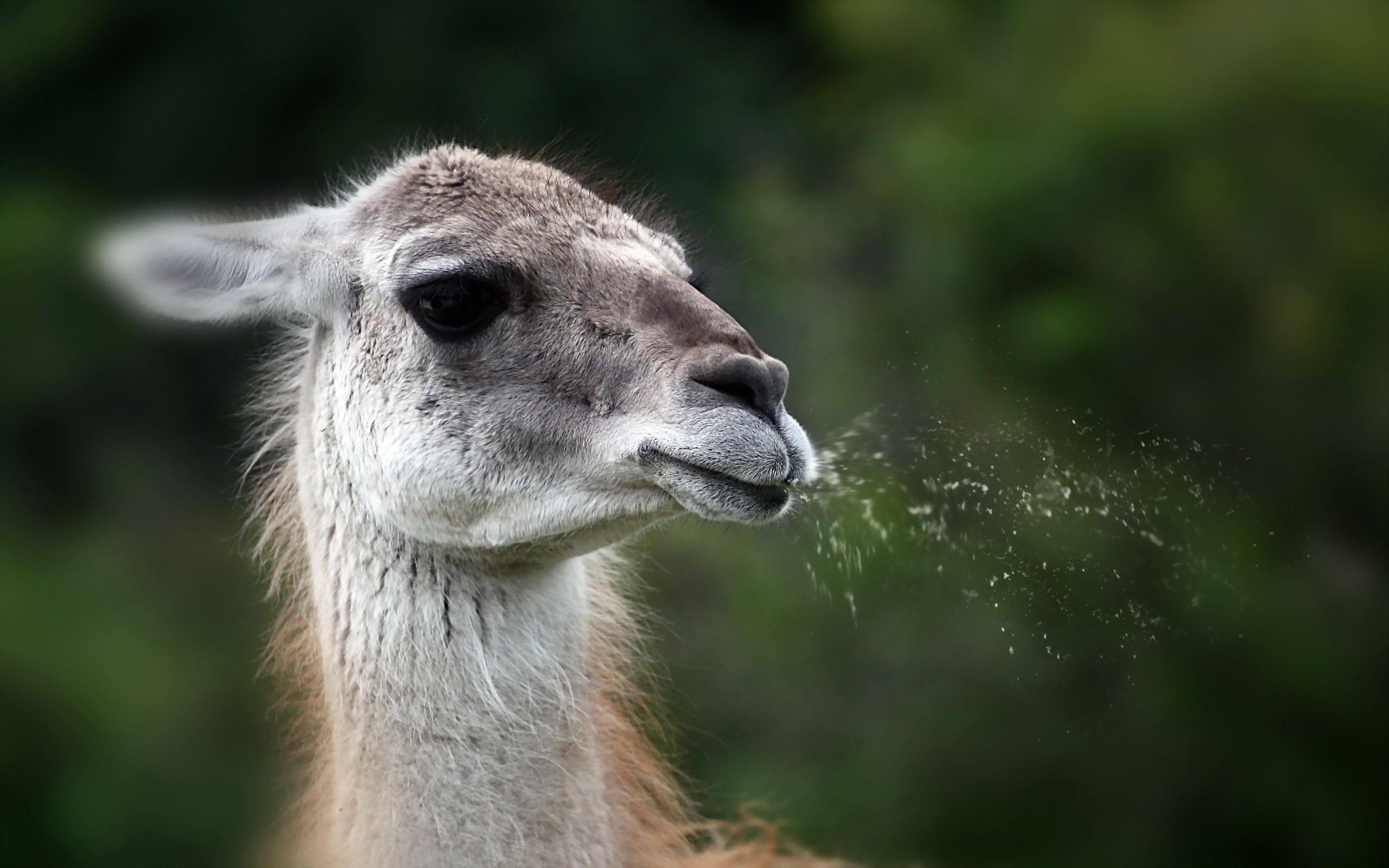 Funny Llama Wallpapers Top Free Funny Llama Backgrounds WallpaperAccess