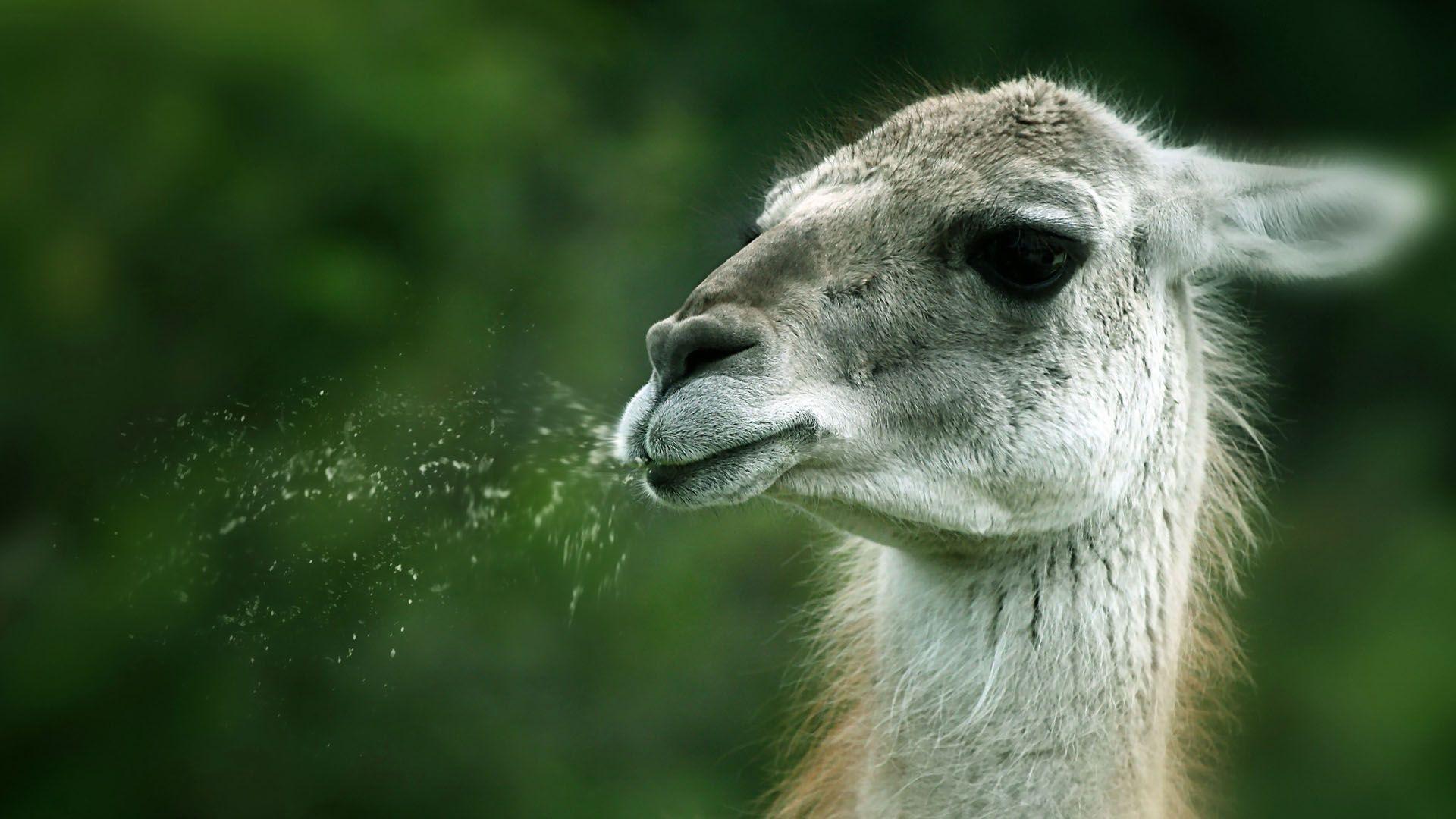 Funny Llama Wallpapers Top Free Funny Llama Backgrounds WallpaperAccess