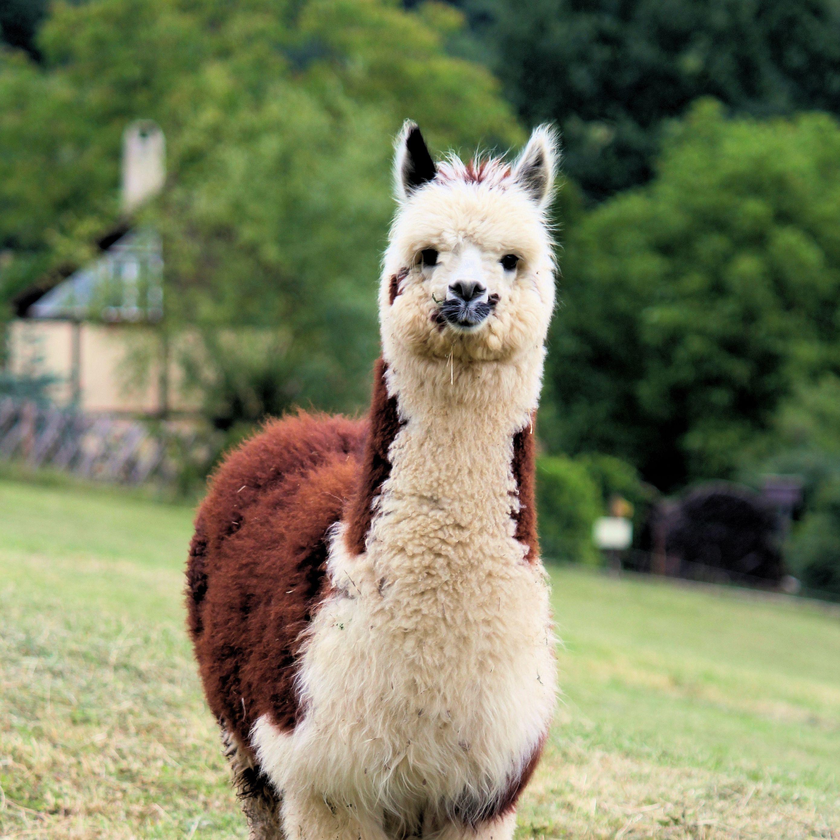 Cute Llama Desktop Wallpapers Top Free Cute Llama Desktop Backgrounds