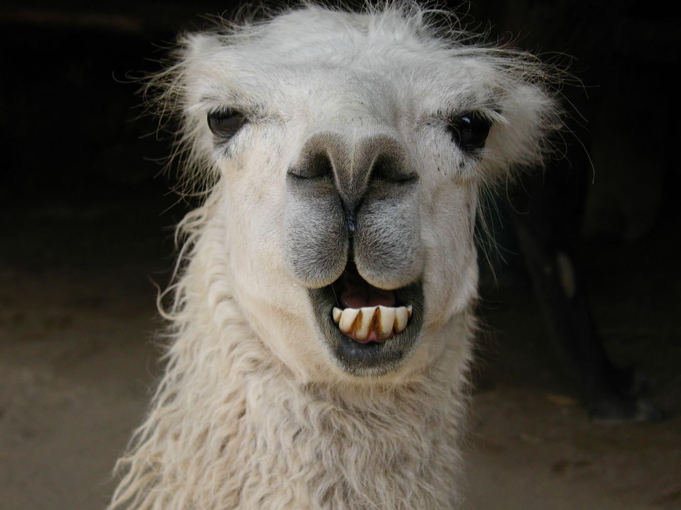 Funny Llama Wallpapers Top Free Funny Llama Backgrounds WallpaperAccess