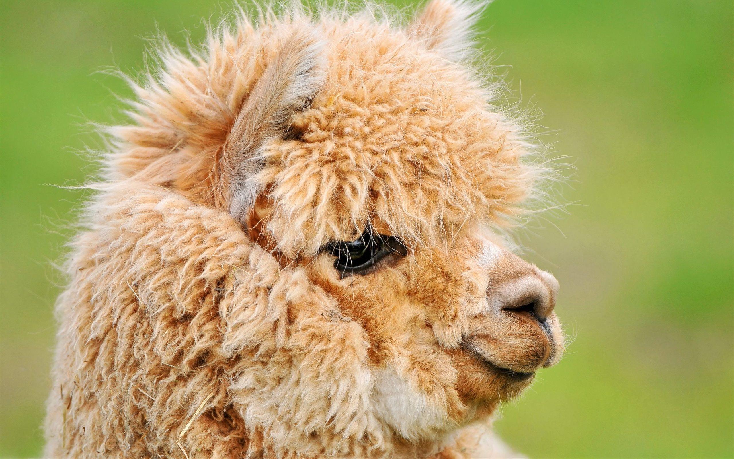 Cute Llama Desktop Wallpapers Top Free Cute Llama Desktop Backgrounds