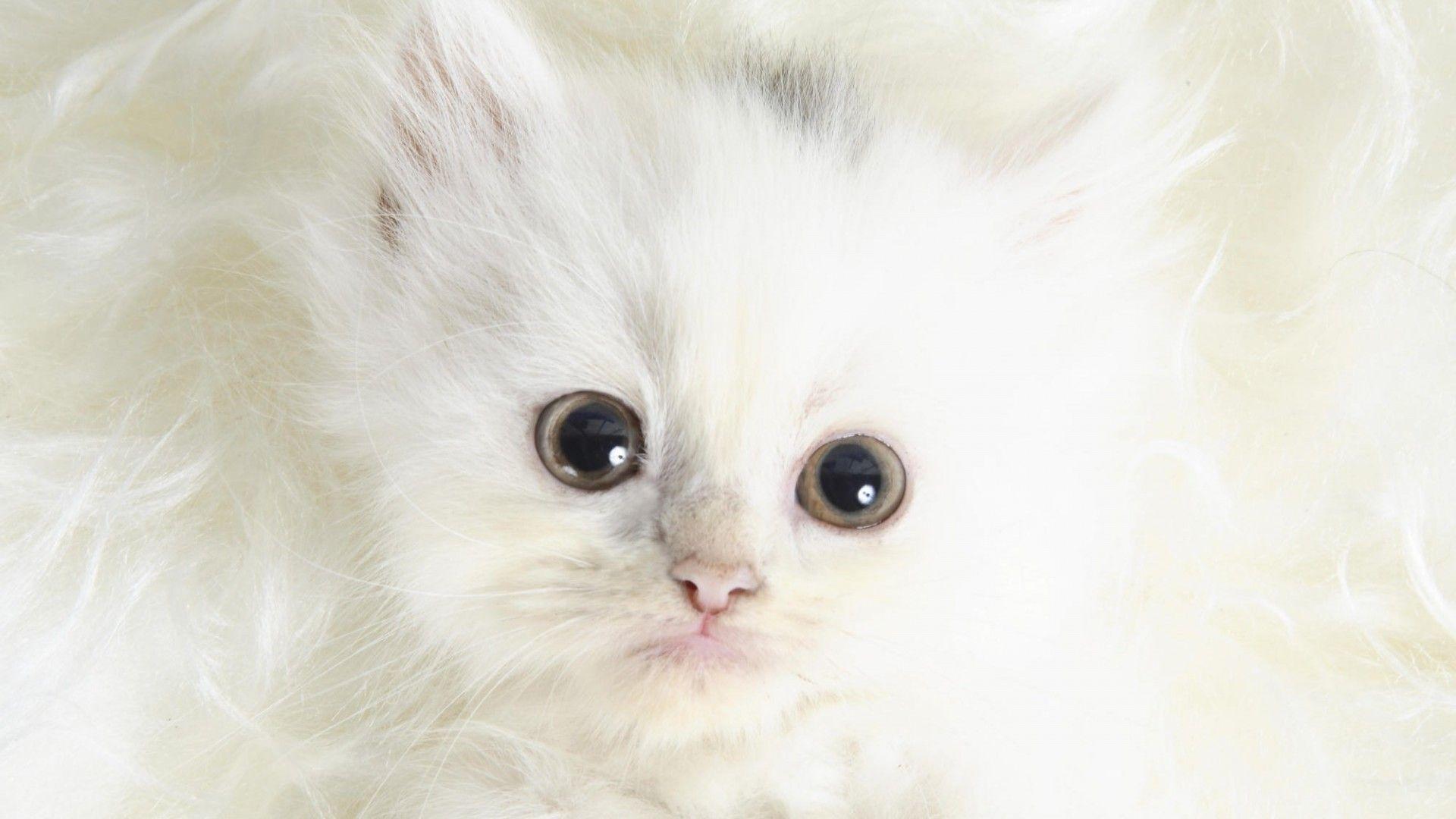 White Kitten Wallpapers Top Free White Kitten Backgrounds