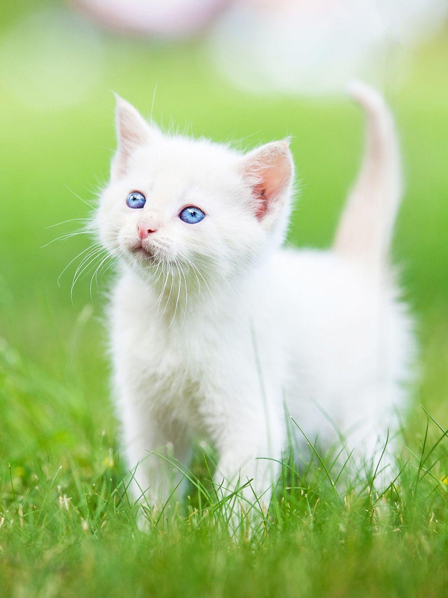 White Kitten Wallpapers Top Free White Kitten Backgrounds