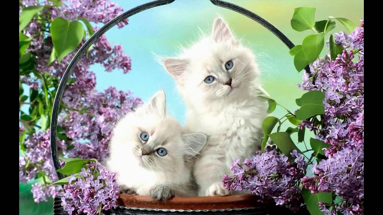 White Kitten Wallpapers Top Free White Kitten Backgrounds