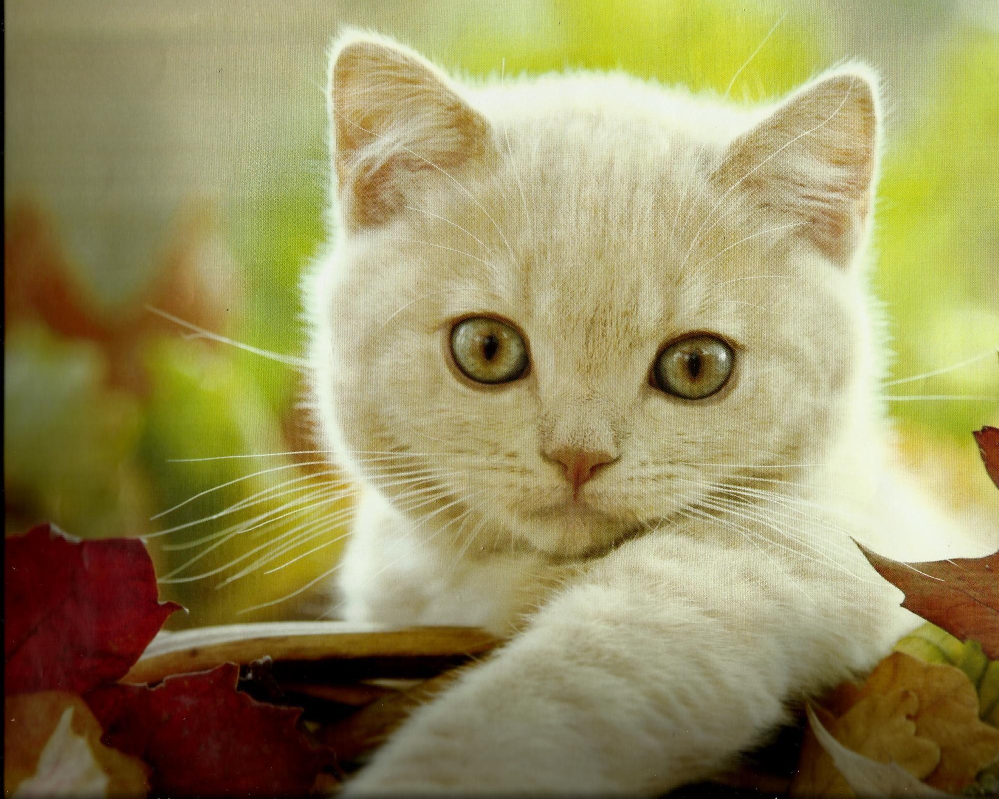 White Kitten Wallpapers Top Free White Kitten Backgrounds