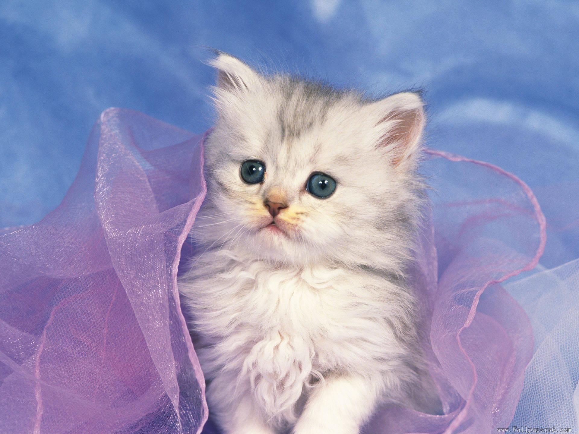 White Kitten Wallpapers Top Free White Kitten Backgrounds