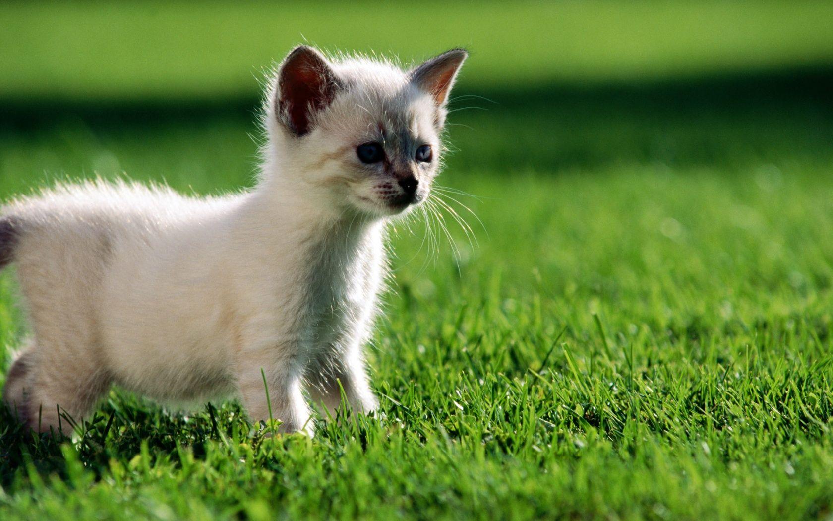 White Kitten Wallpapers Top Free White Kitten Backgrounds