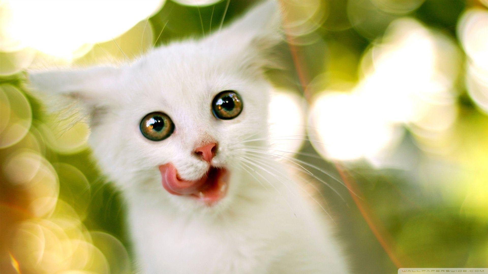 White Kittens Wallpapers Top Free White Kittens Backgrounds