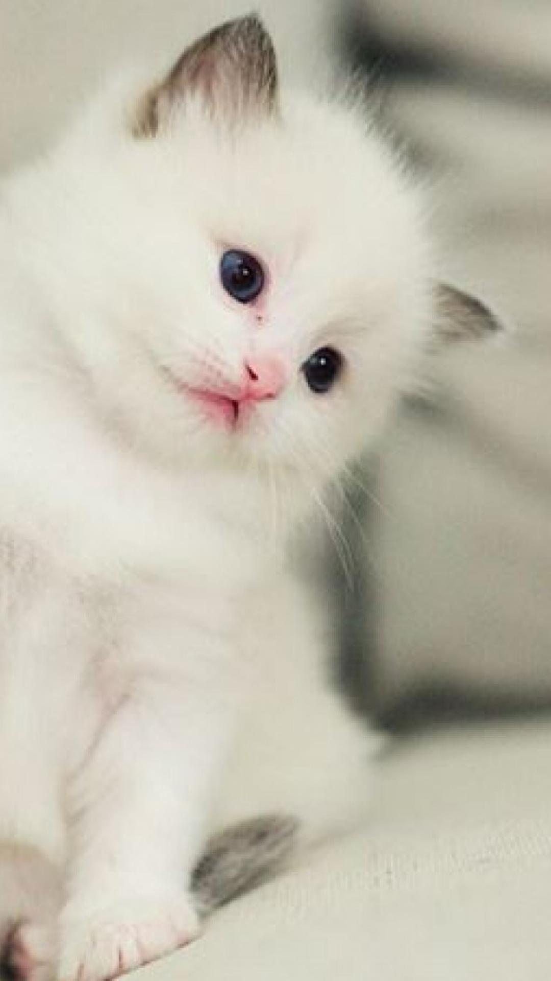 White Kitten Wallpapers Top Free White Kitten Backgrounds