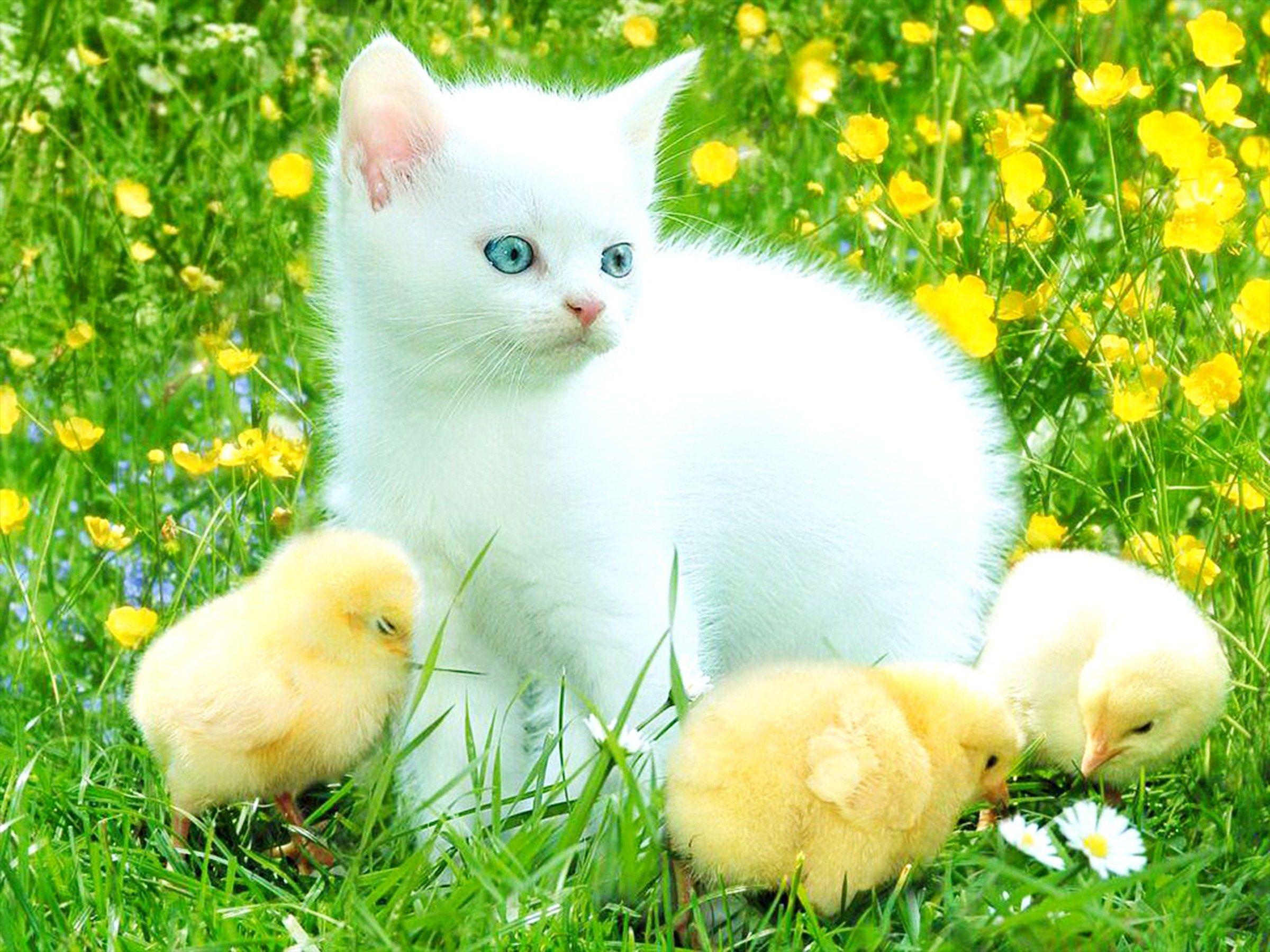 White Kitten Wallpapers Top Free White Kitten Backgrounds