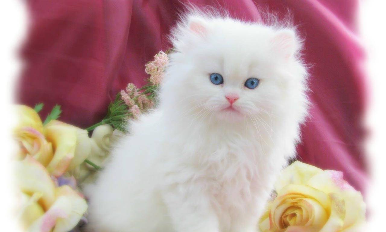 White Kitten Wallpapers Top Free White Kitten Backgrounds