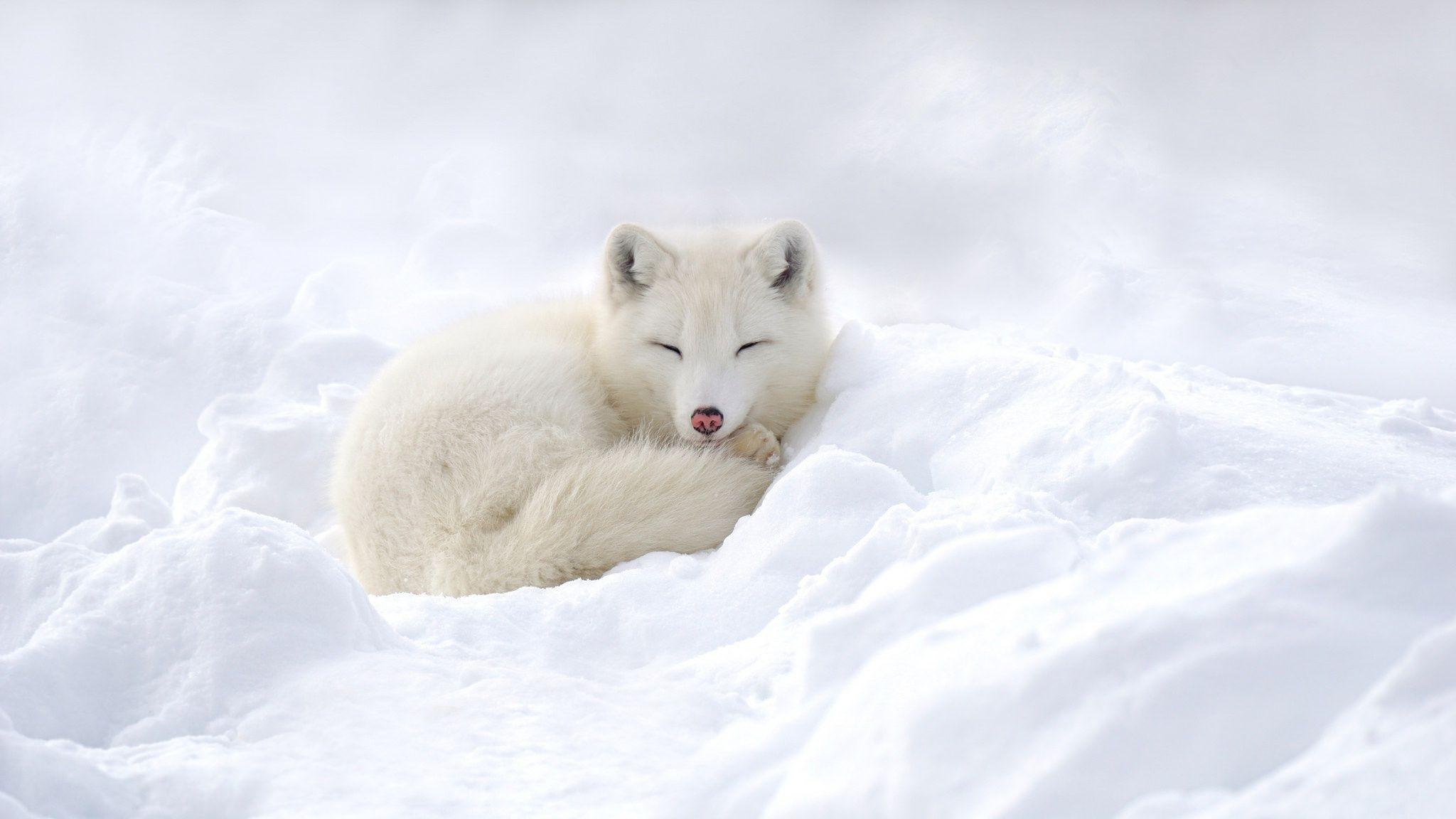 White Fox Wallpapers Top Free White Fox Backgrounds WallpaperAccess