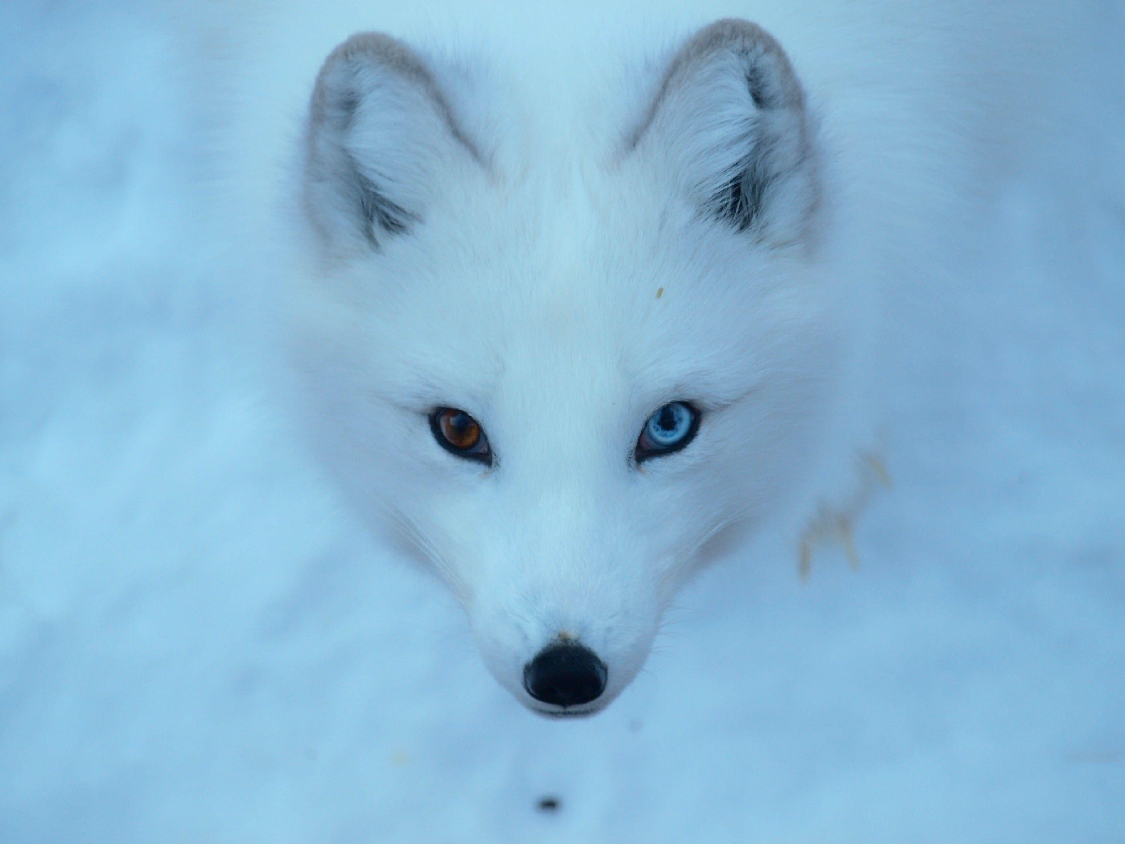 White Fox Wallpapers Top Free White Fox Backgrounds WallpaperAccess