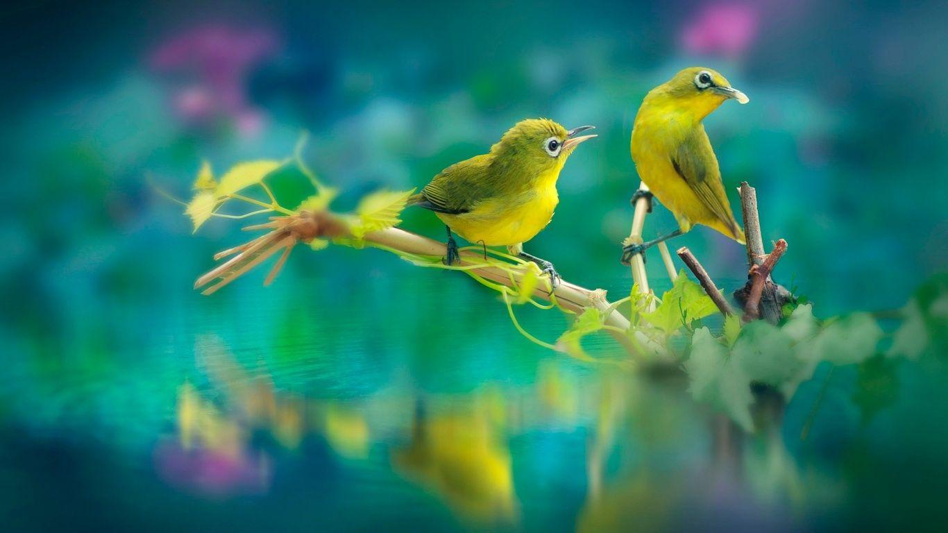 Beautiful Birds Wallpapers Top Free Beautiful Birds Backgrounds WallpaperAccess
